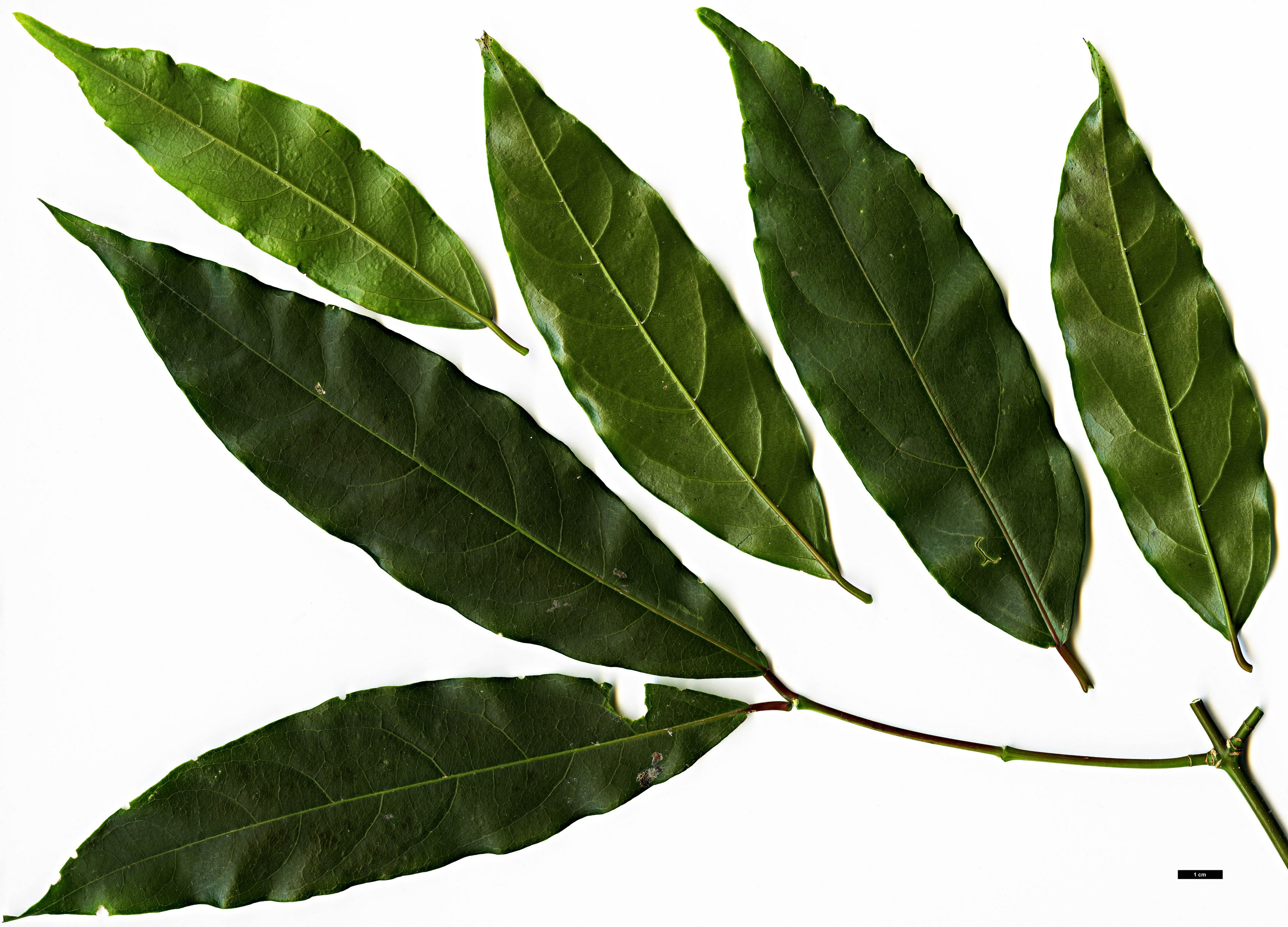 High resolution image: Family: Sapindaceae - Genus: Acer - Taxon: laevigatum