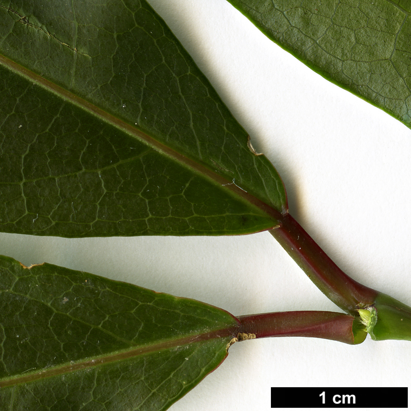 High resolution image: Family: Sapindaceae - Genus: Acer - Taxon: laevigatum