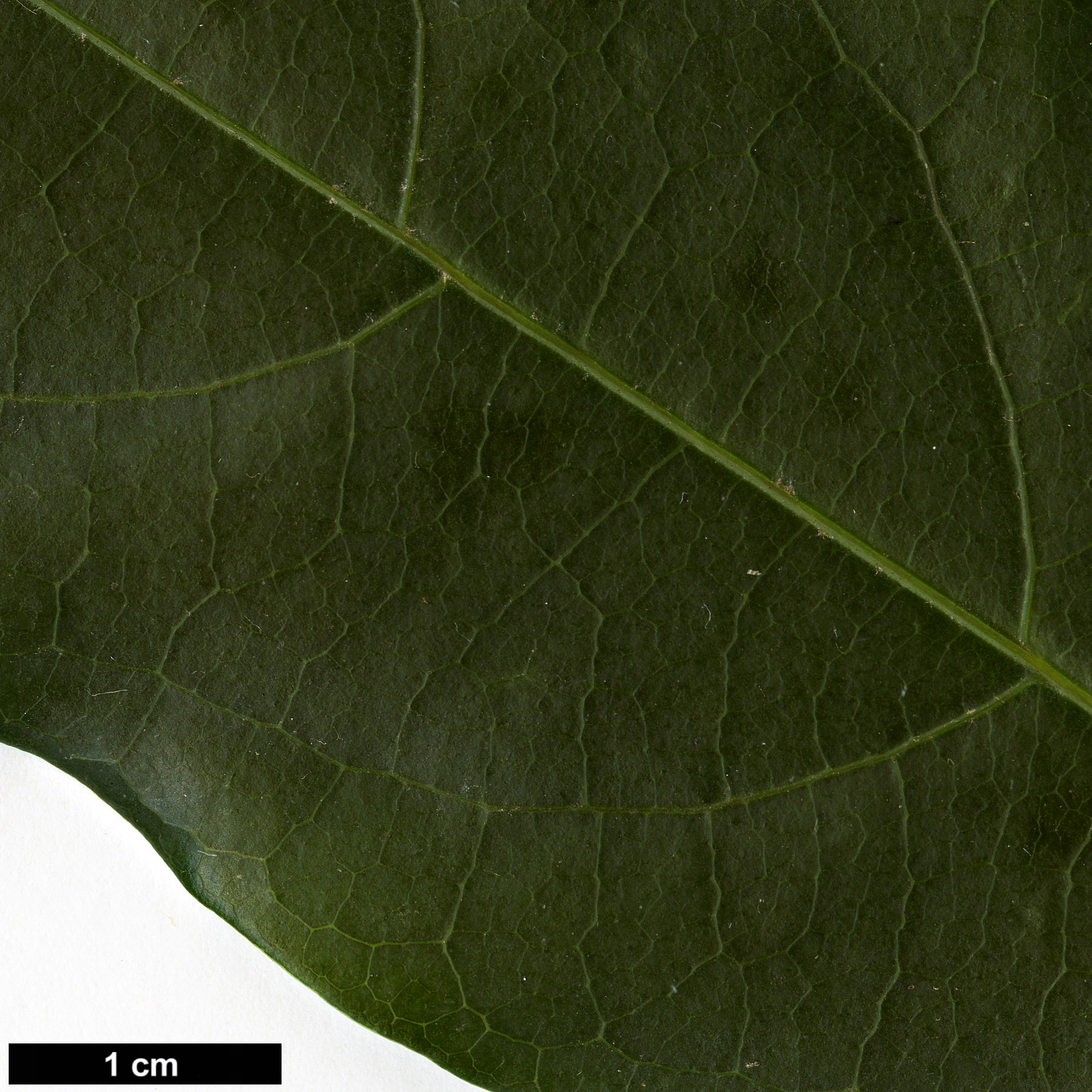 High resolution image: Family: Sapindaceae - Genus: Acer - Taxon: laevigatum