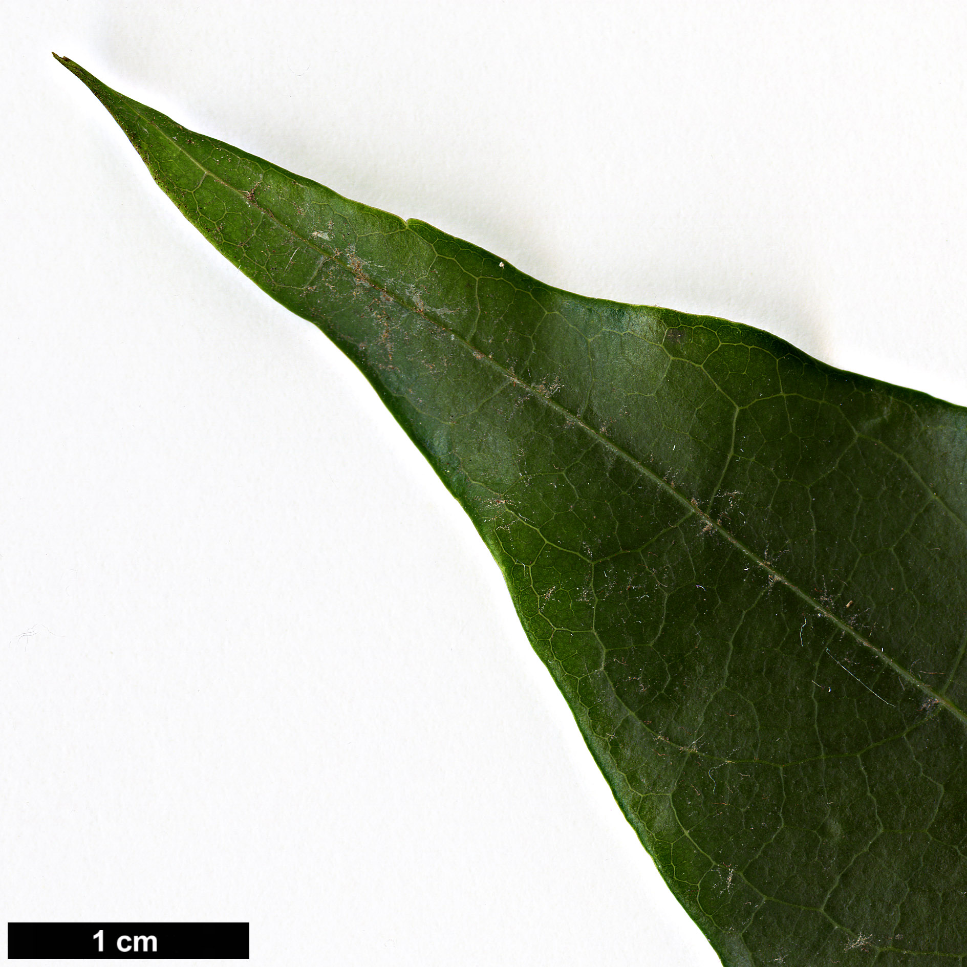 High resolution image: Family: Sapindaceae - Genus: Acer - Taxon: laevigatum