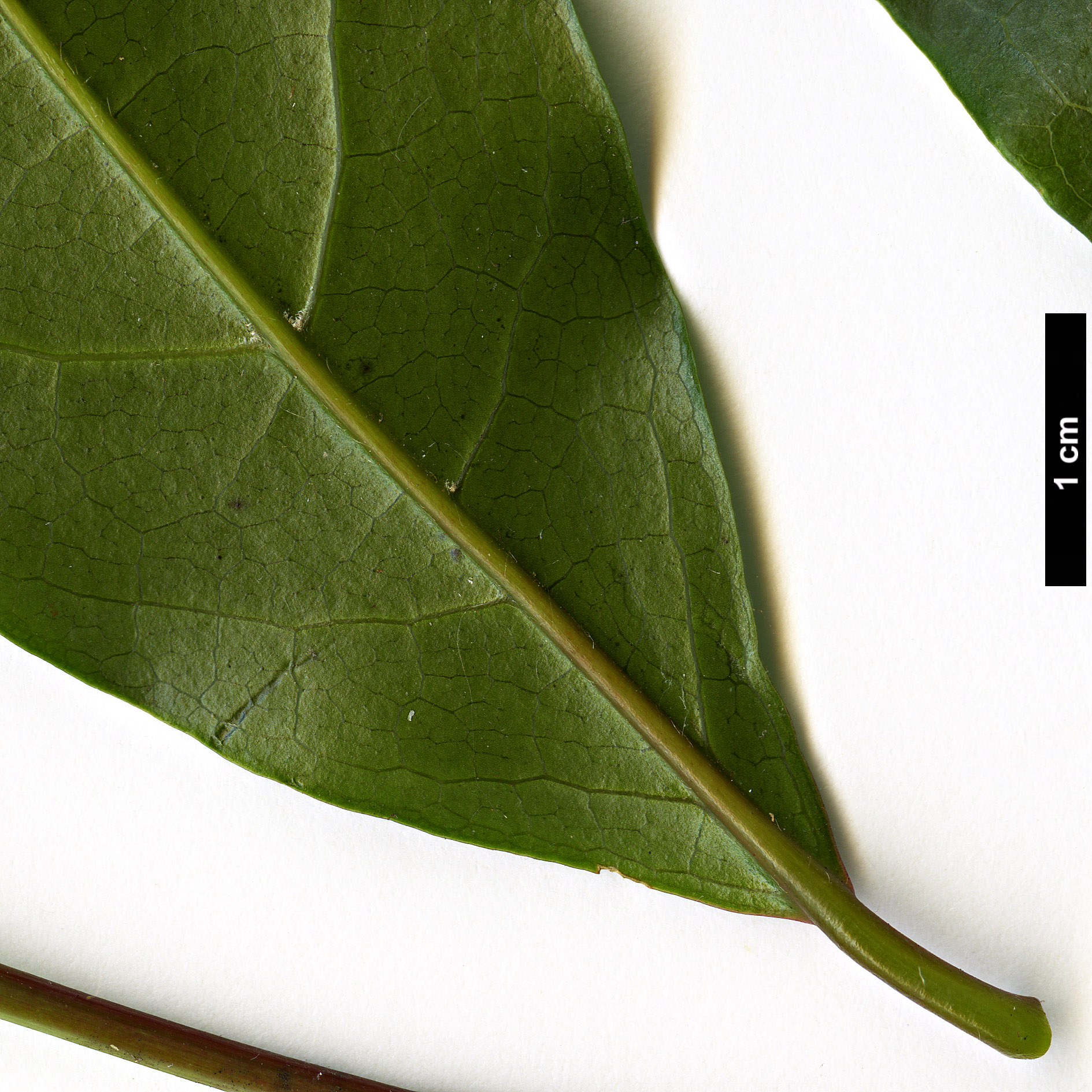 High resolution image: Family: Sapindaceae - Genus: Acer - Taxon: laevigatum