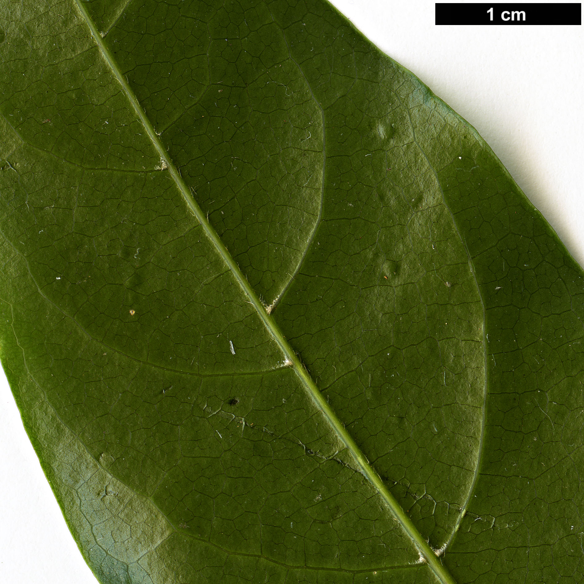 High resolution image: Family: Sapindaceae - Genus: Acer - Taxon: laevigatum