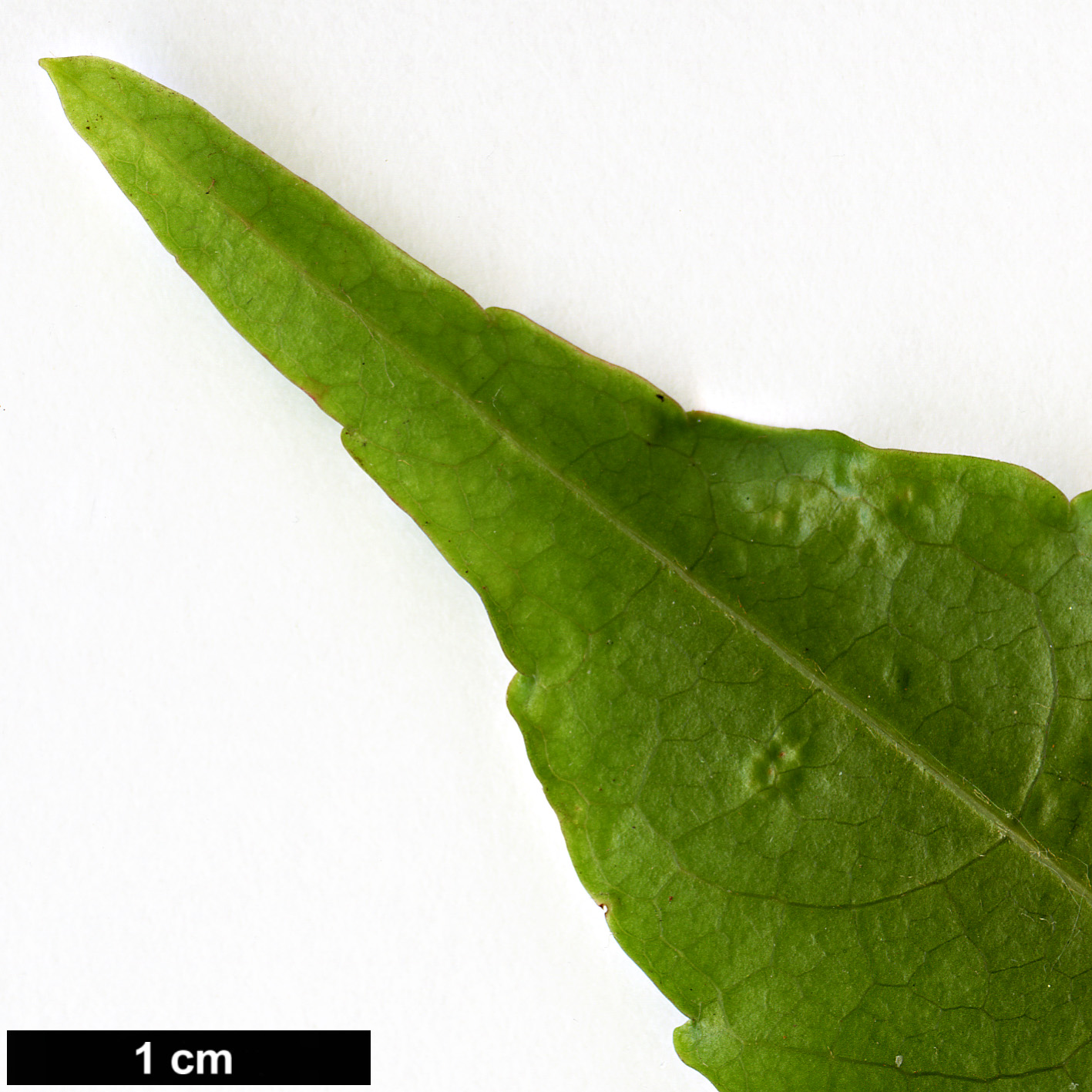 High resolution image: Family: Sapindaceae - Genus: Acer - Taxon: laevigatum