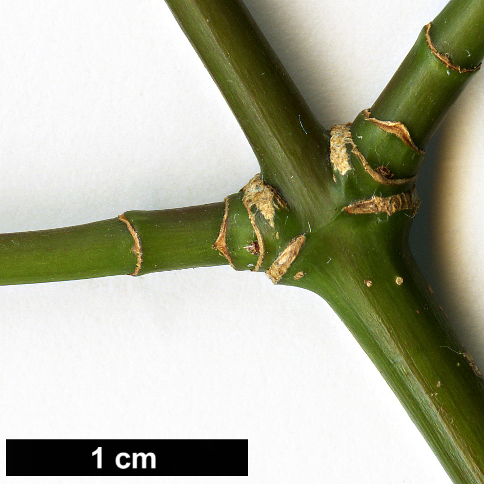 High resolution image: Family: Sapindaceae - Genus: Acer - Taxon: laevigatum