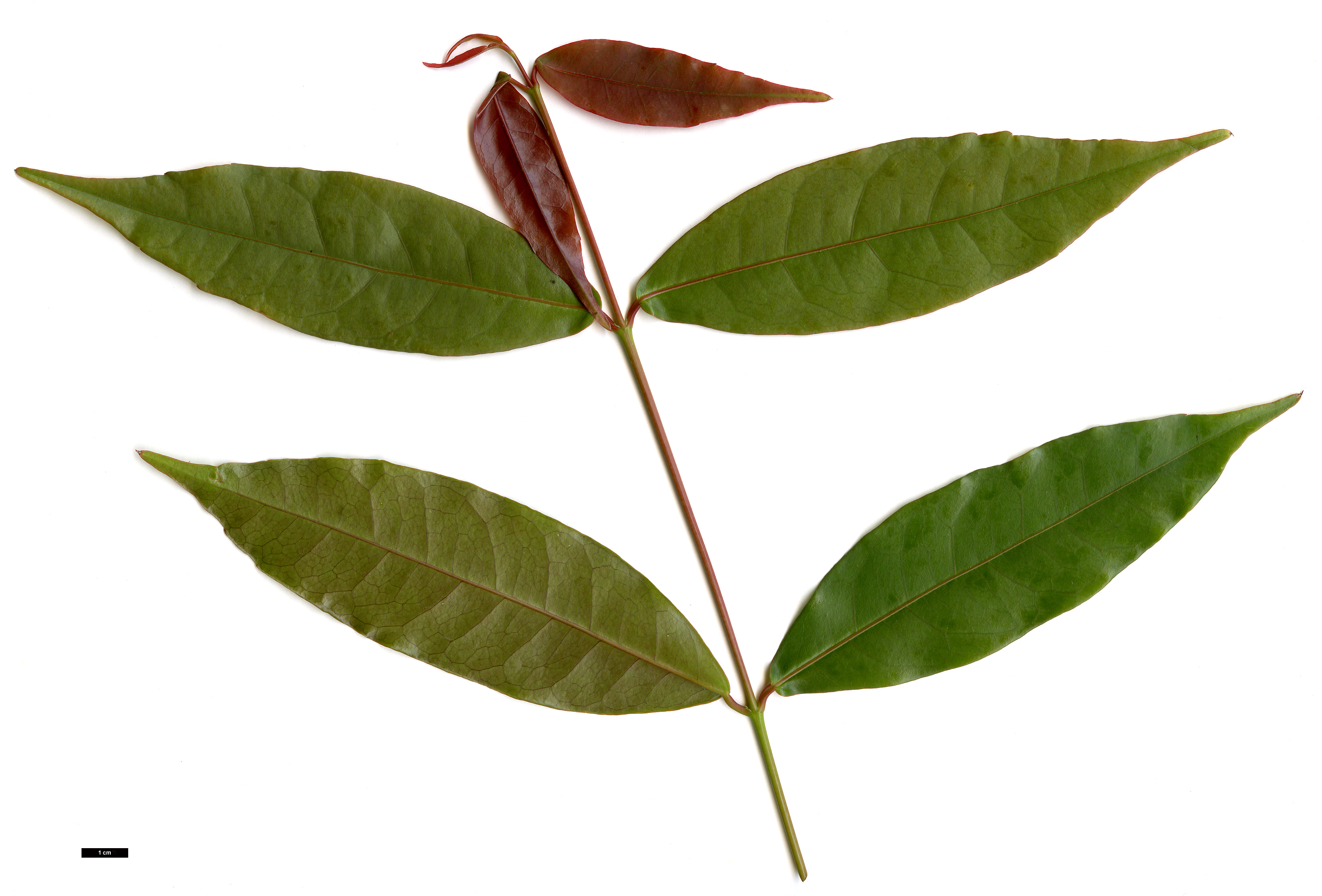 High resolution image: Family: Sapindaceae - Genus: Acer - Taxon: laevigatum