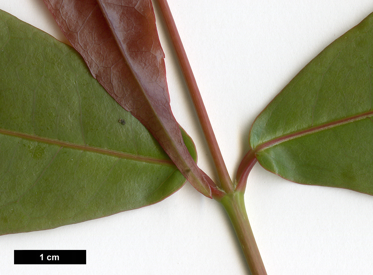 High resolution image: Family: Sapindaceae - Genus: Acer - Taxon: laevigatum