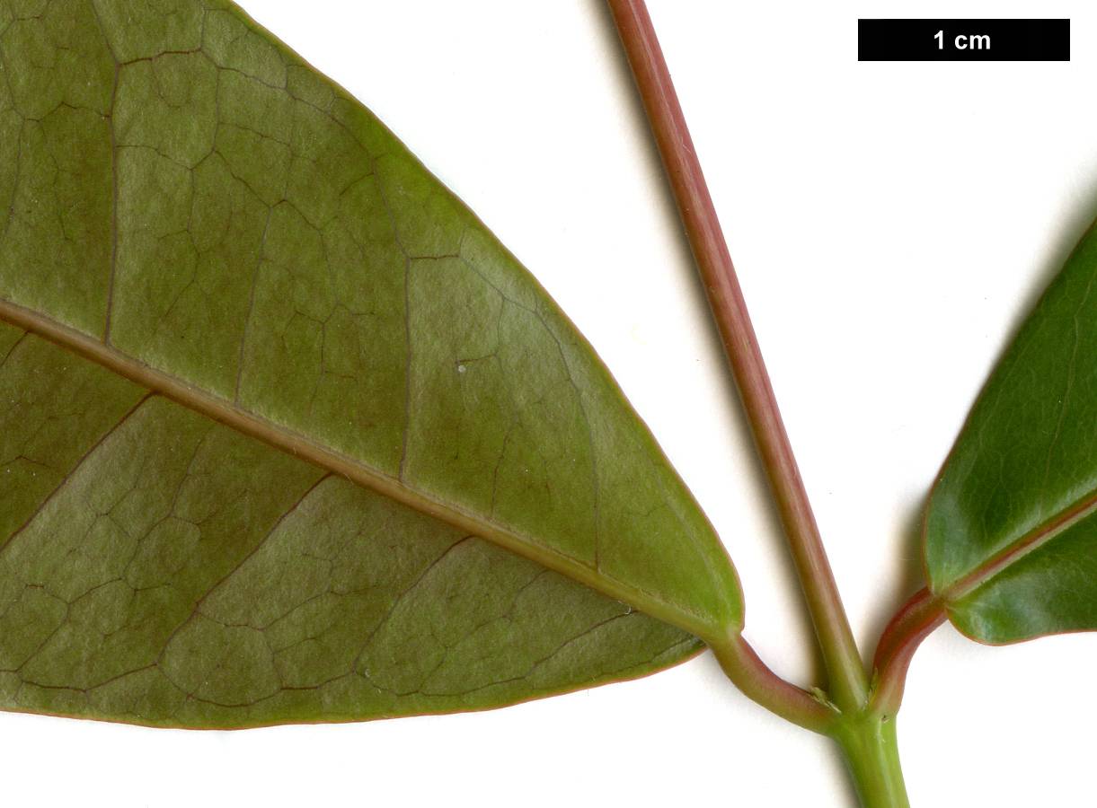 High resolution image: Family: Sapindaceae - Genus: Acer - Taxon: laevigatum