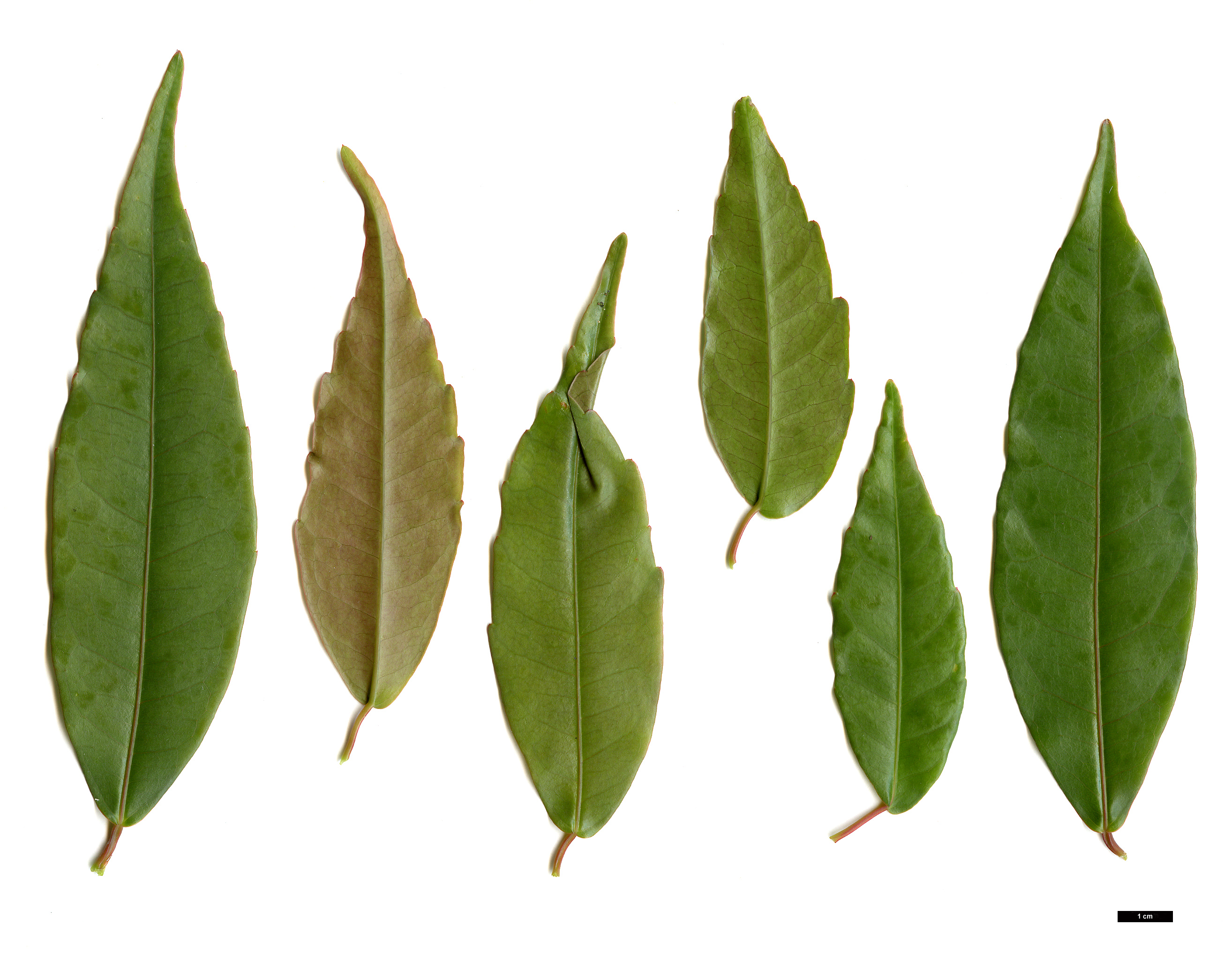 High resolution image: Family: Sapindaceae - Genus: Acer - Taxon: laevigatum