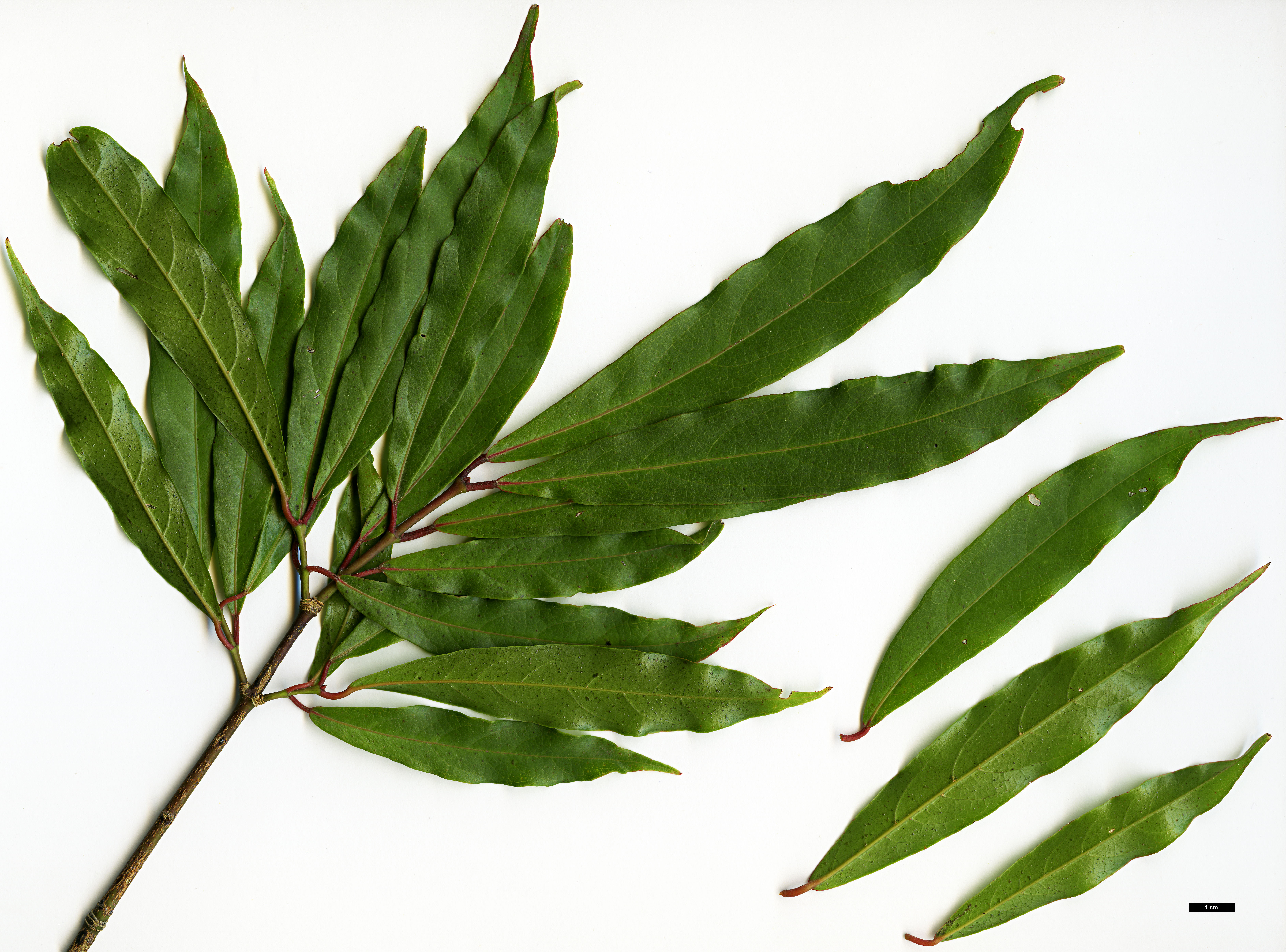 High resolution image: Family: Sapindaceae - Genus: Acer - Taxon: laevigatum