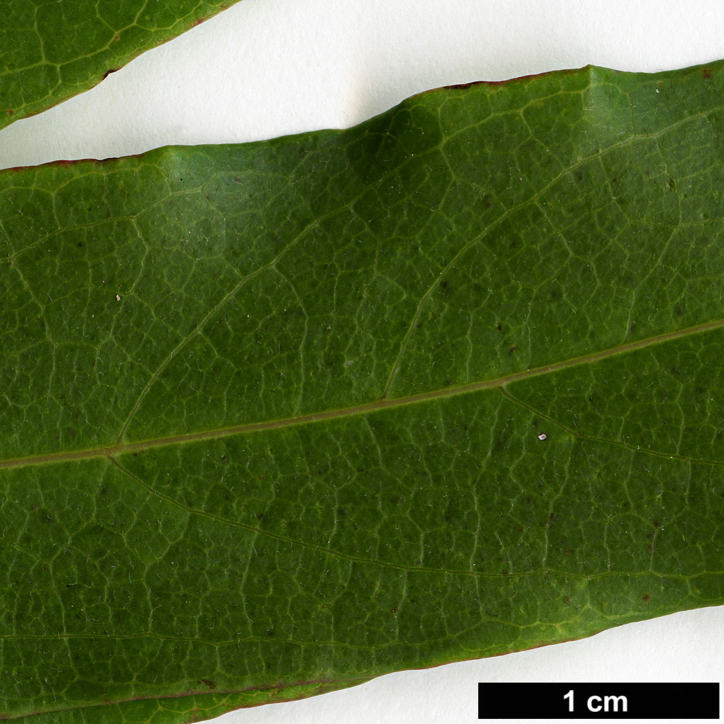 High resolution image: Family: Sapindaceae - Genus: Acer - Taxon: laevigatum