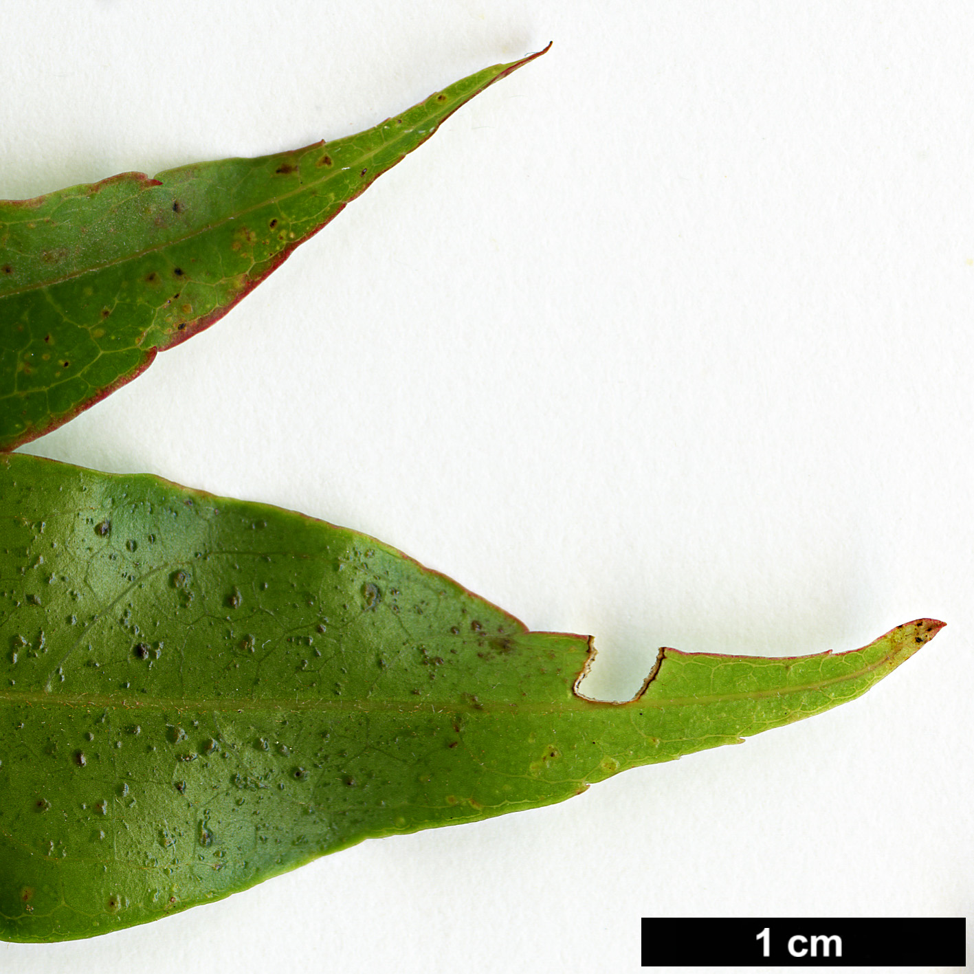 High resolution image: Family: Sapindaceae - Genus: Acer - Taxon: laevigatum