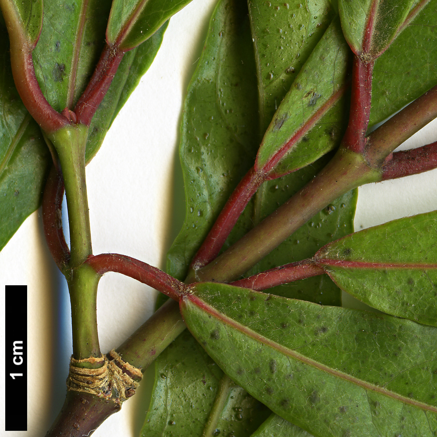 High resolution image: Family: Sapindaceae - Genus: Acer - Taxon: laevigatum