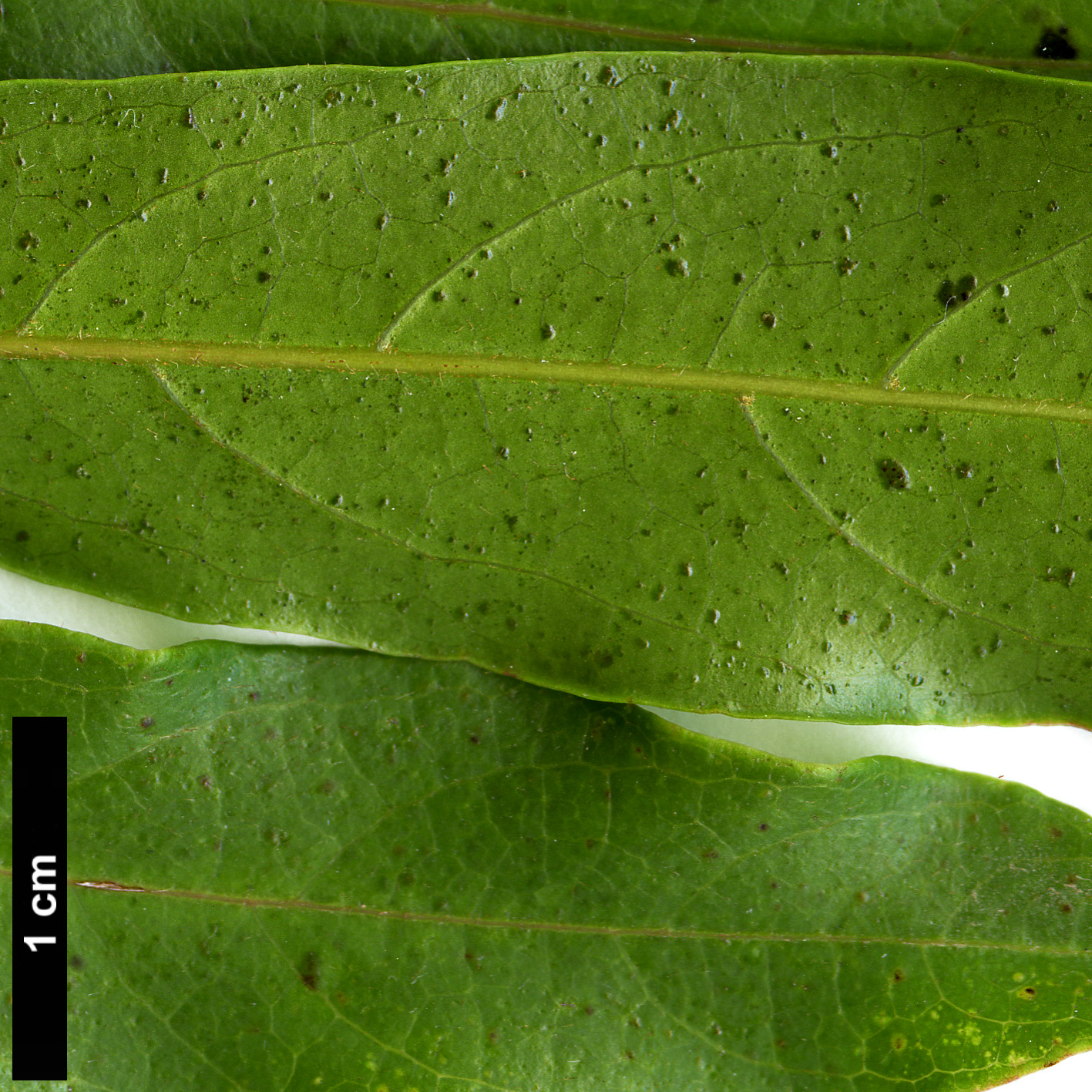 High resolution image: Family: Sapindaceae - Genus: Acer - Taxon: laevigatum