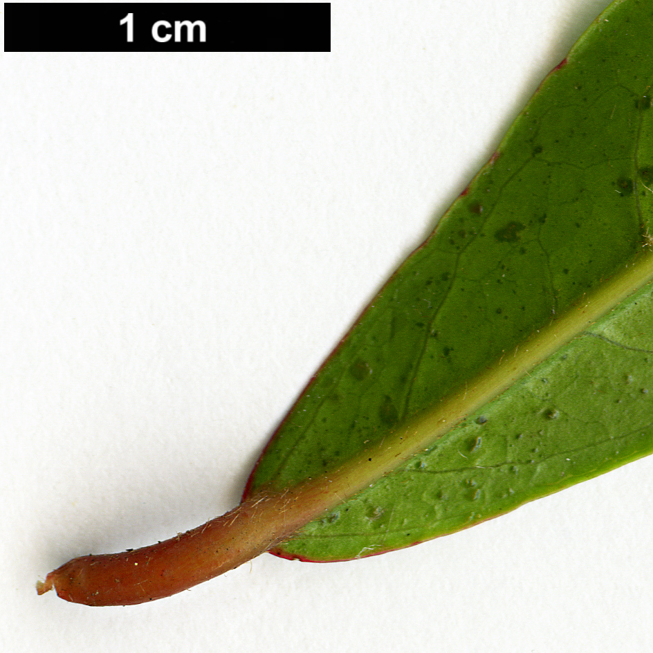 High resolution image: Family: Sapindaceae - Genus: Acer - Taxon: laevigatum