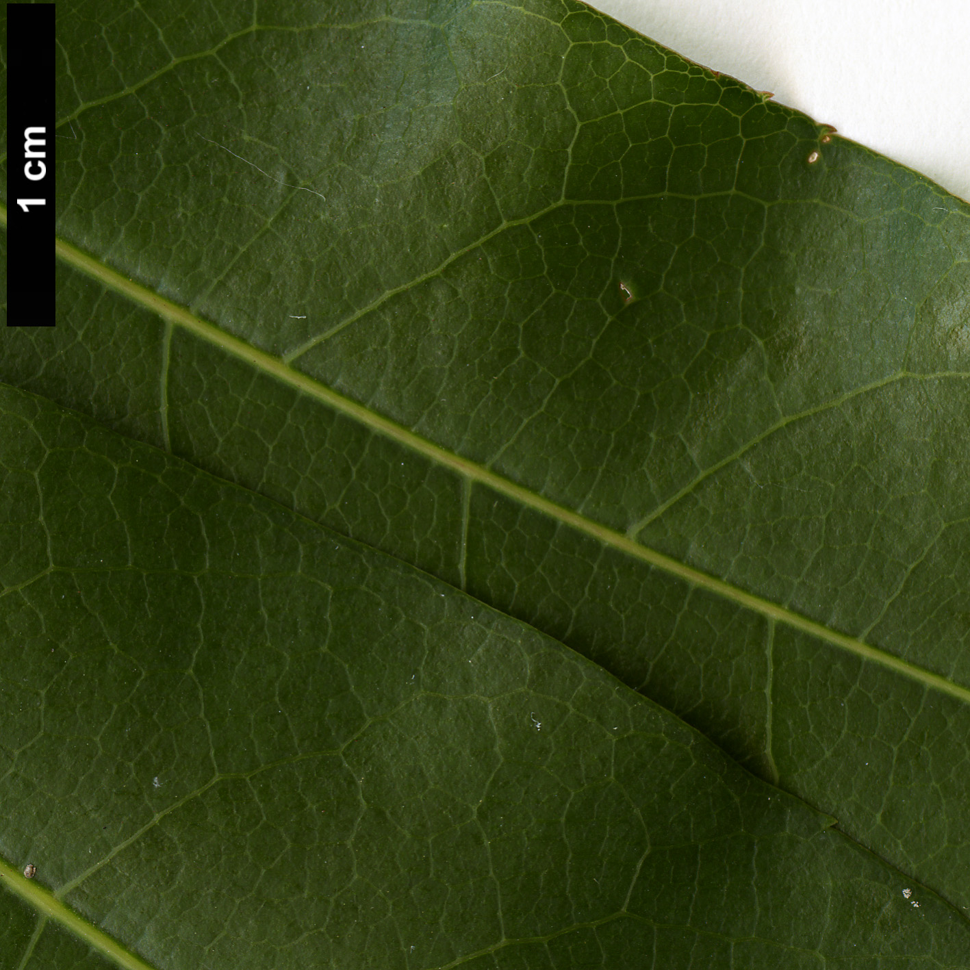 High resolution image: Family: Sapindaceae - Genus: Acer - Taxon: laevigatum