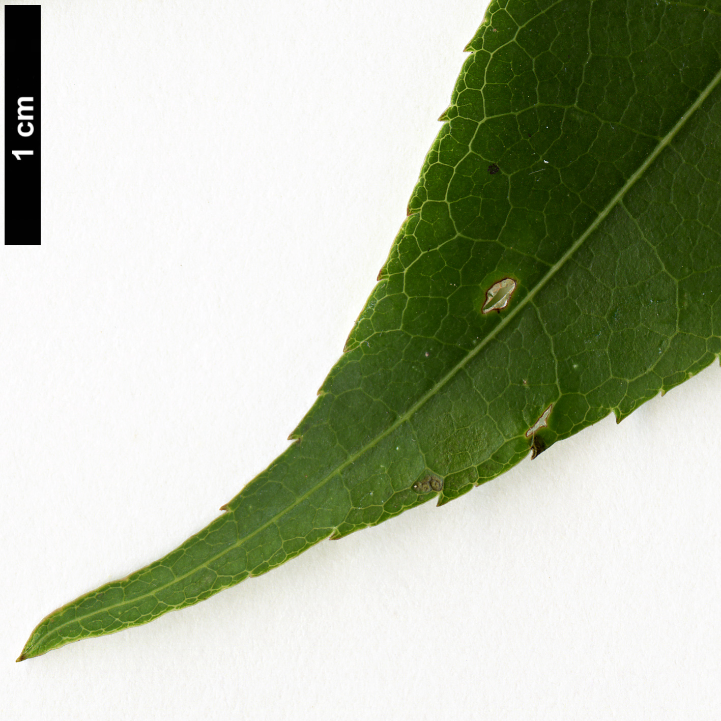 High resolution image: Family: Sapindaceae - Genus: Acer - Taxon: laevigatum