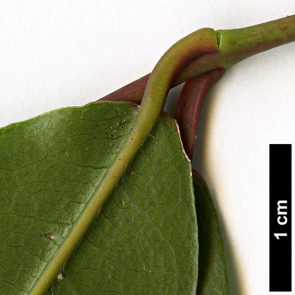 High resolution image: Family: Sapindaceae - Genus: Acer - Taxon: laevigatum