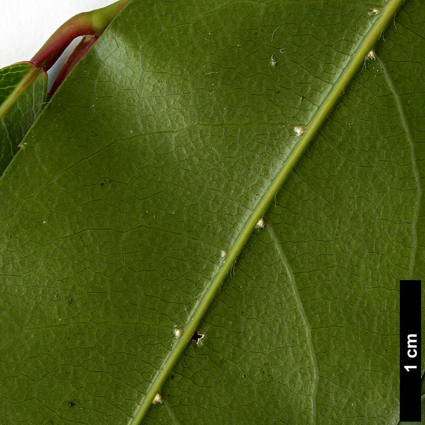 High resolution image: Family: Sapindaceae - Genus: Acer - Taxon: laevigatum