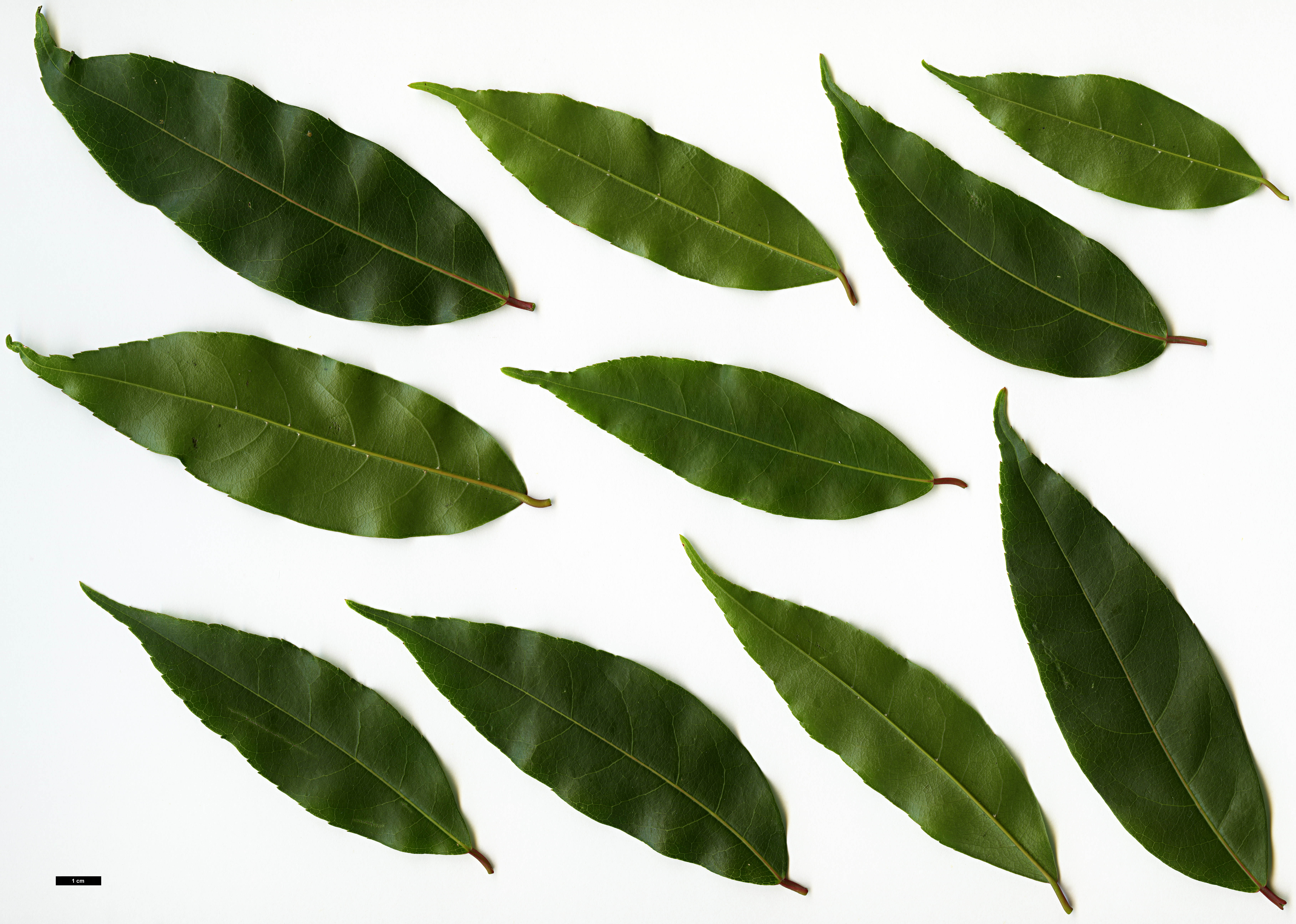 High resolution image: Family: Sapindaceae - Genus: Acer - Taxon: laevigatum