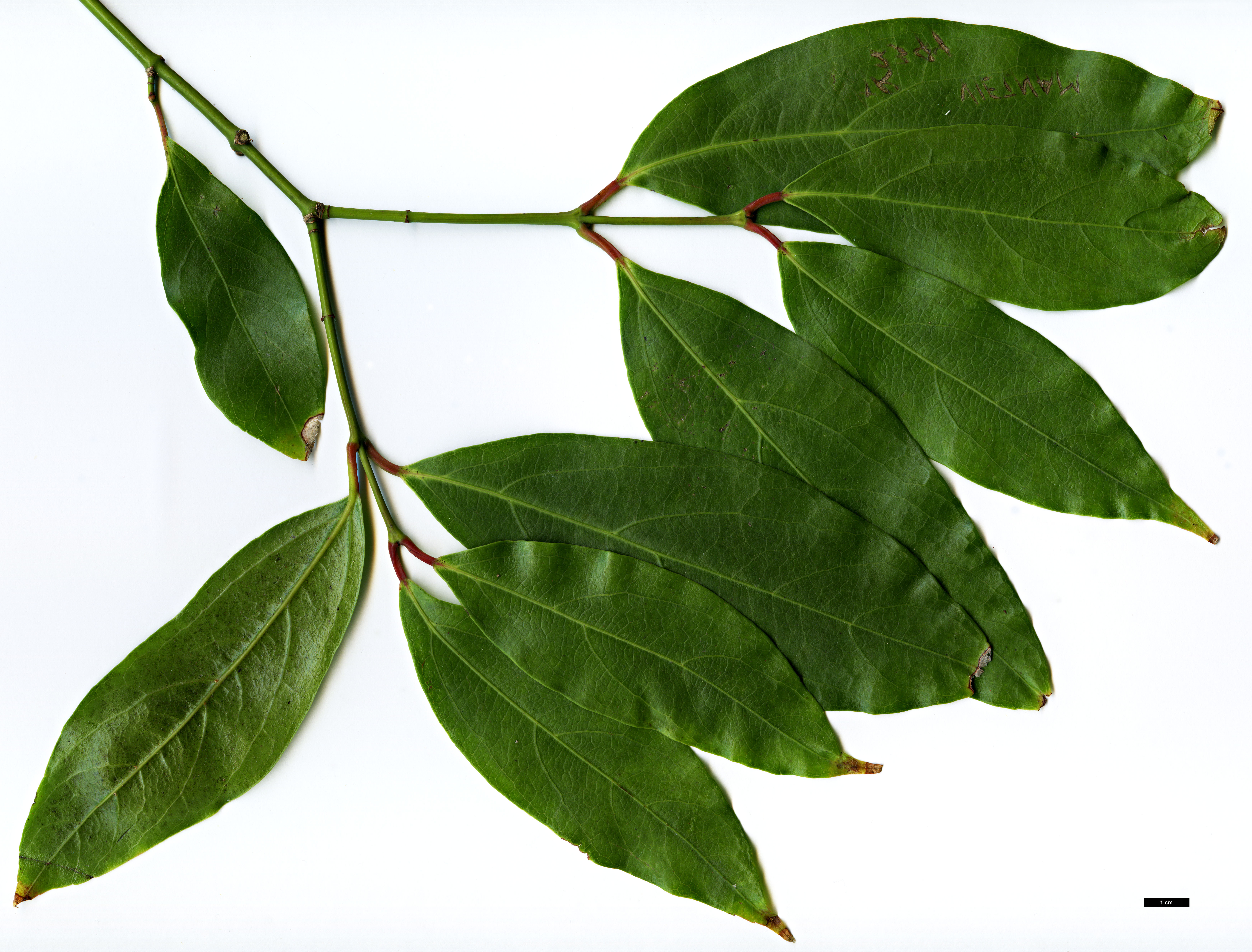 High resolution image: Family: Sapindaceae - Genus: Acer - Taxon: laevigatum