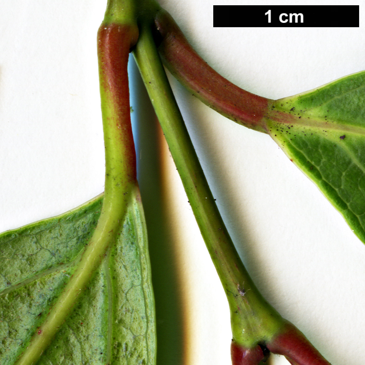 High resolution image: Family: Sapindaceae - Genus: Acer - Taxon: laevigatum