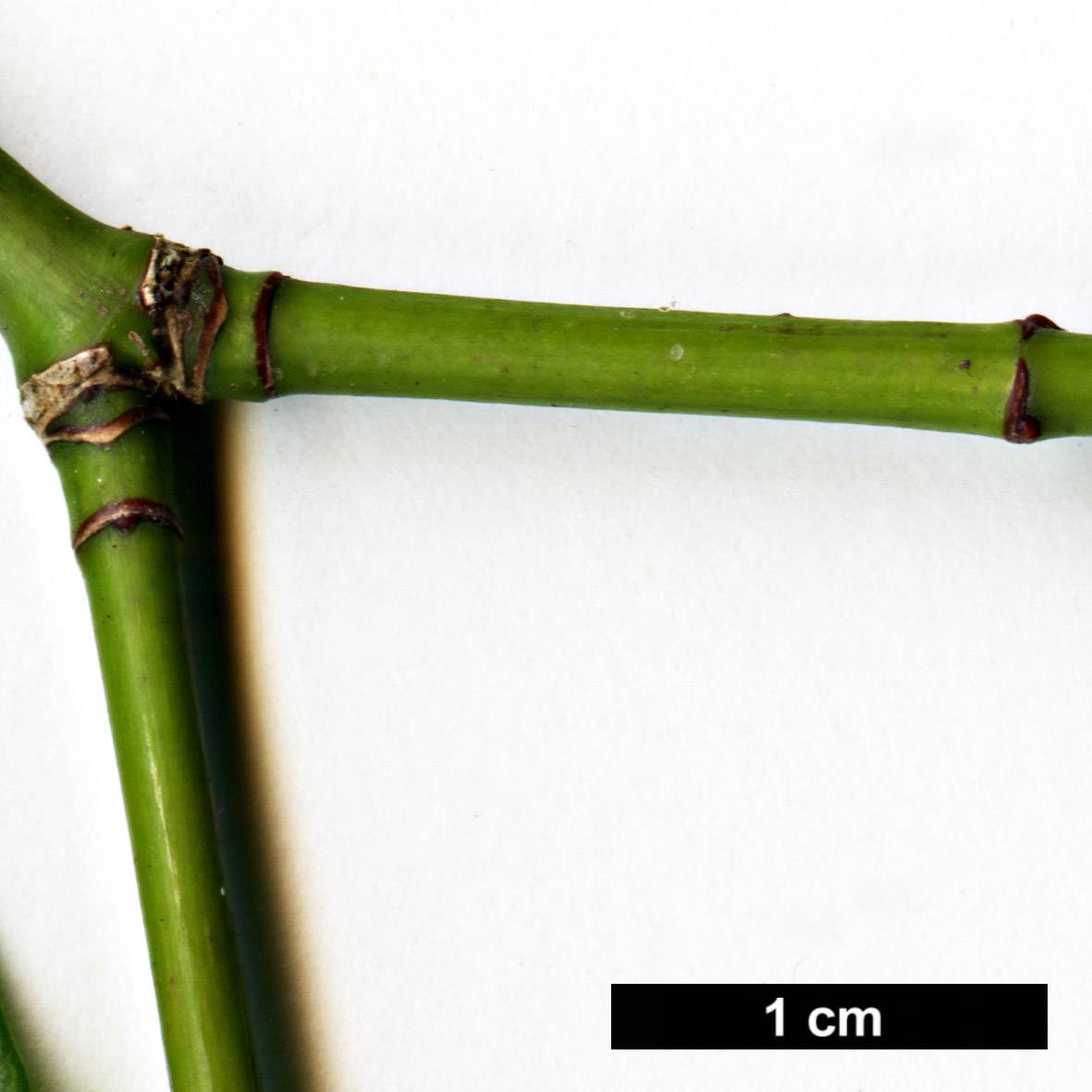 High resolution image: Family: Sapindaceae - Genus: Acer - Taxon: laevigatum