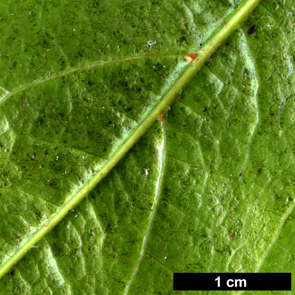 High resolution image: Family: Sapindaceae - Genus: Acer - Taxon: laevigatum