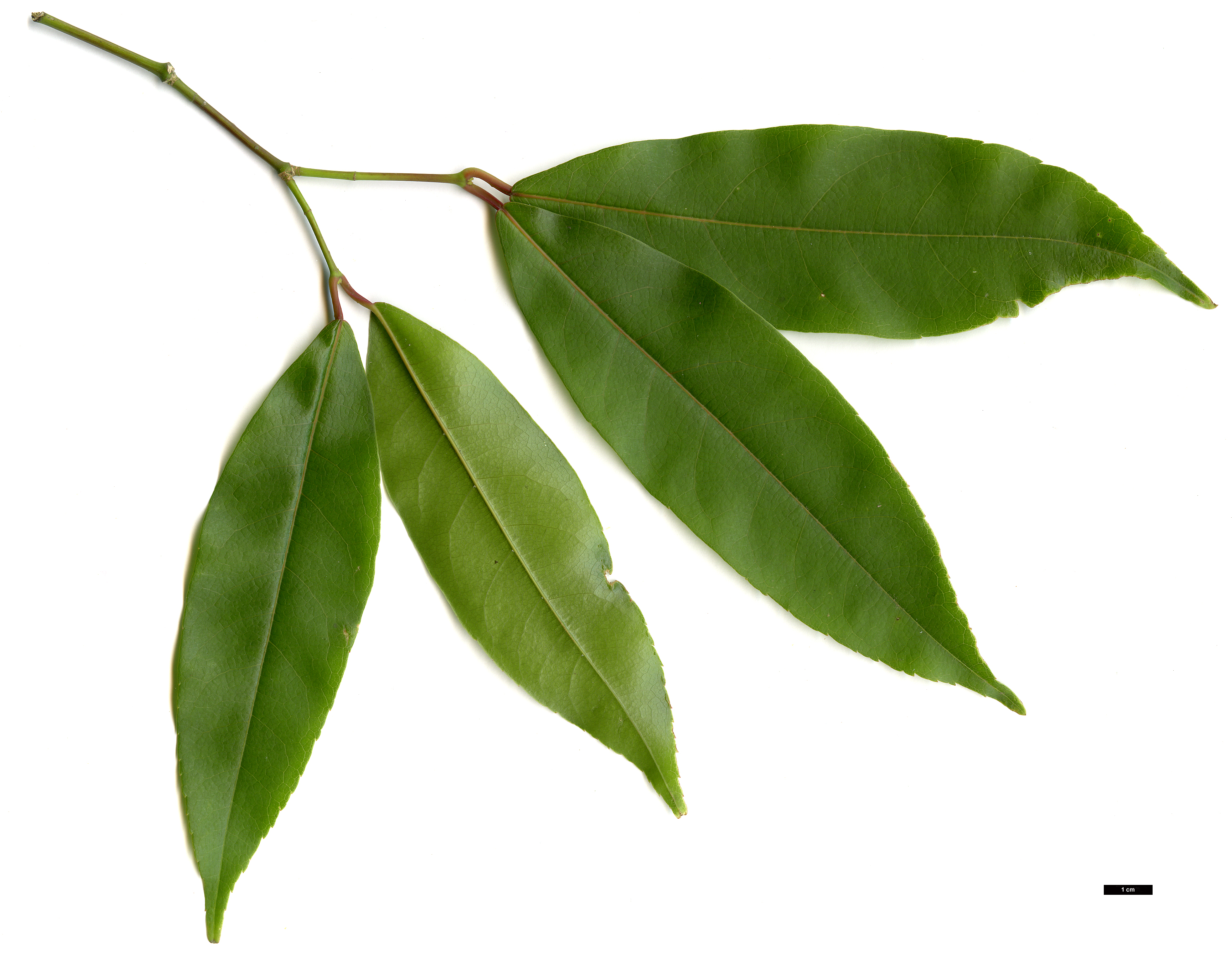 High resolution image: Family: Sapindaceae - Genus: Acer - Taxon: laevigatum