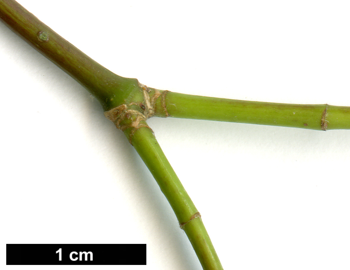 High resolution image: Family: Sapindaceae - Genus: Acer - Taxon: laevigatum