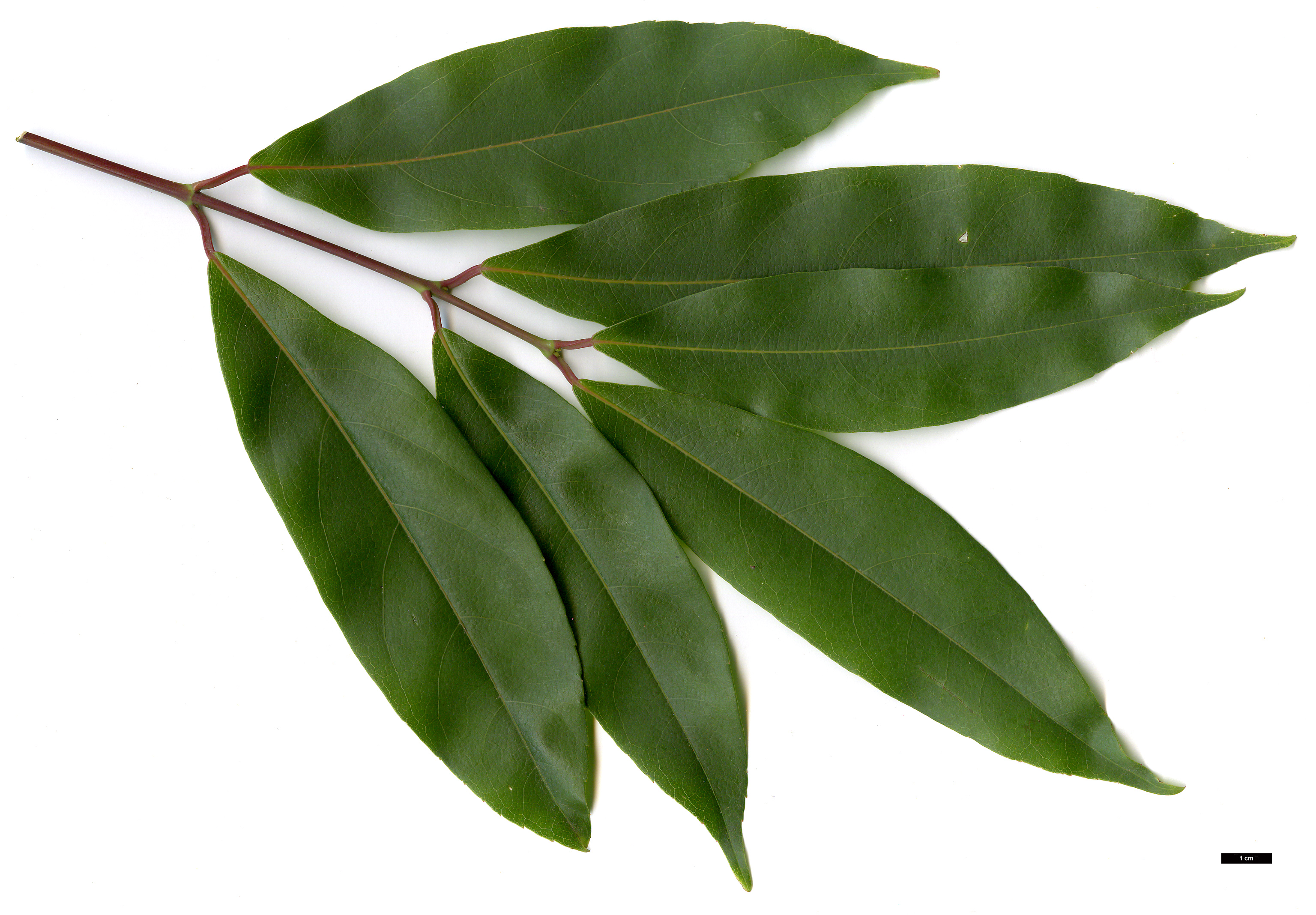 High resolution image: Family: Sapindaceae - Genus: Acer - Taxon: laevigatum