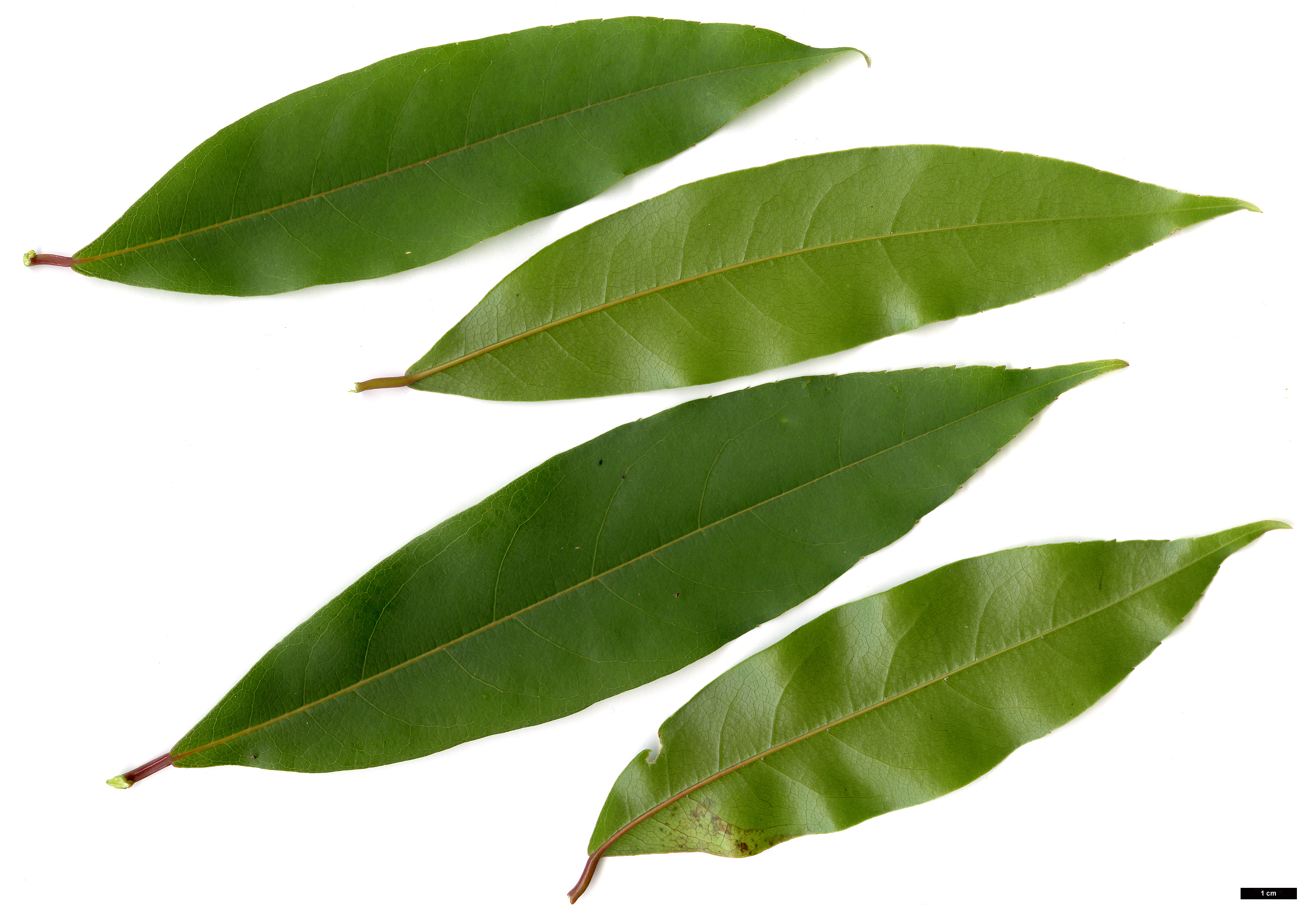 High resolution image: Family: Sapindaceae - Genus: Acer - Taxon: laevigatum