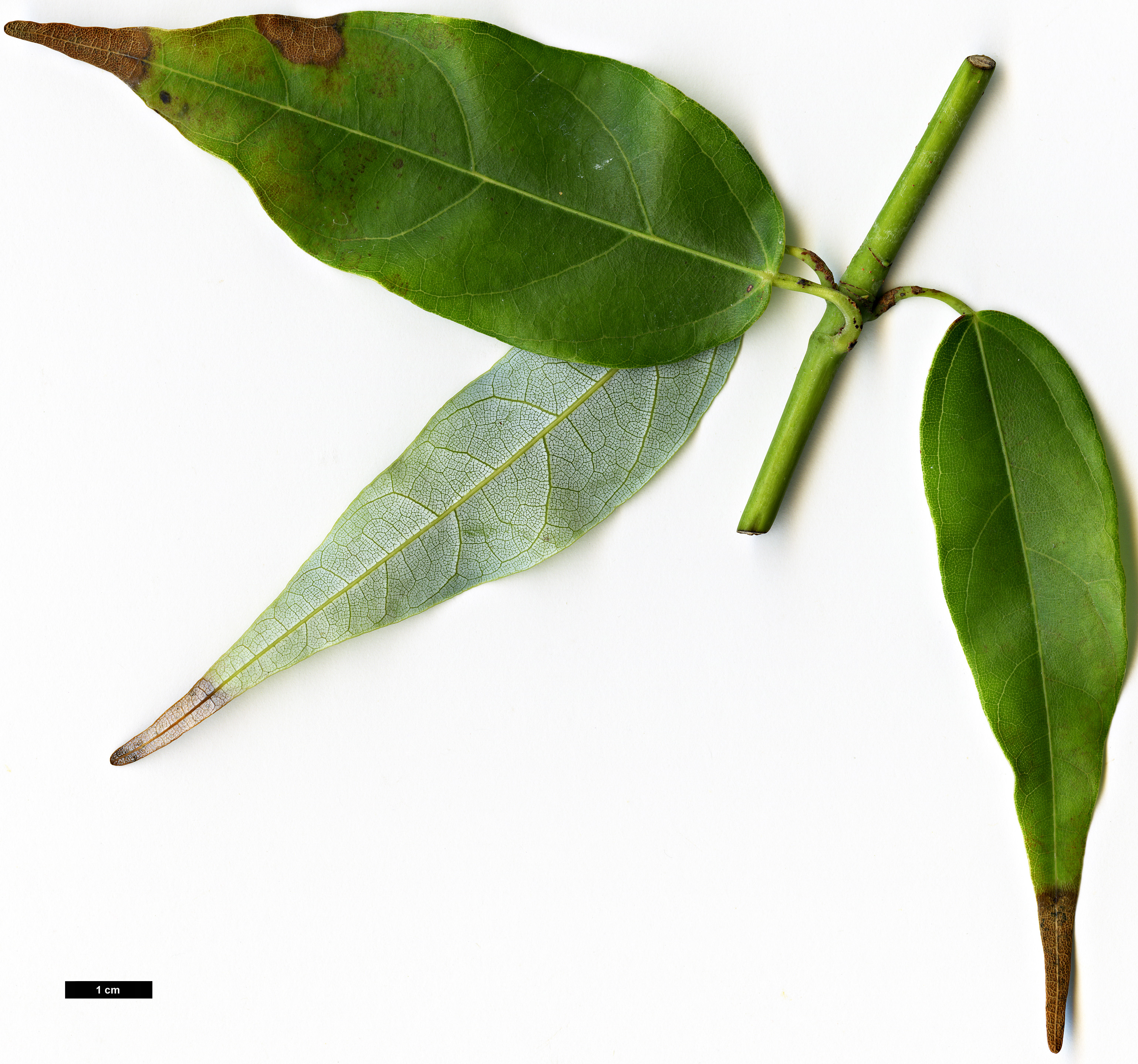 High resolution image: Family: Sapindaceae - Genus: Acer - Taxon: laurinum