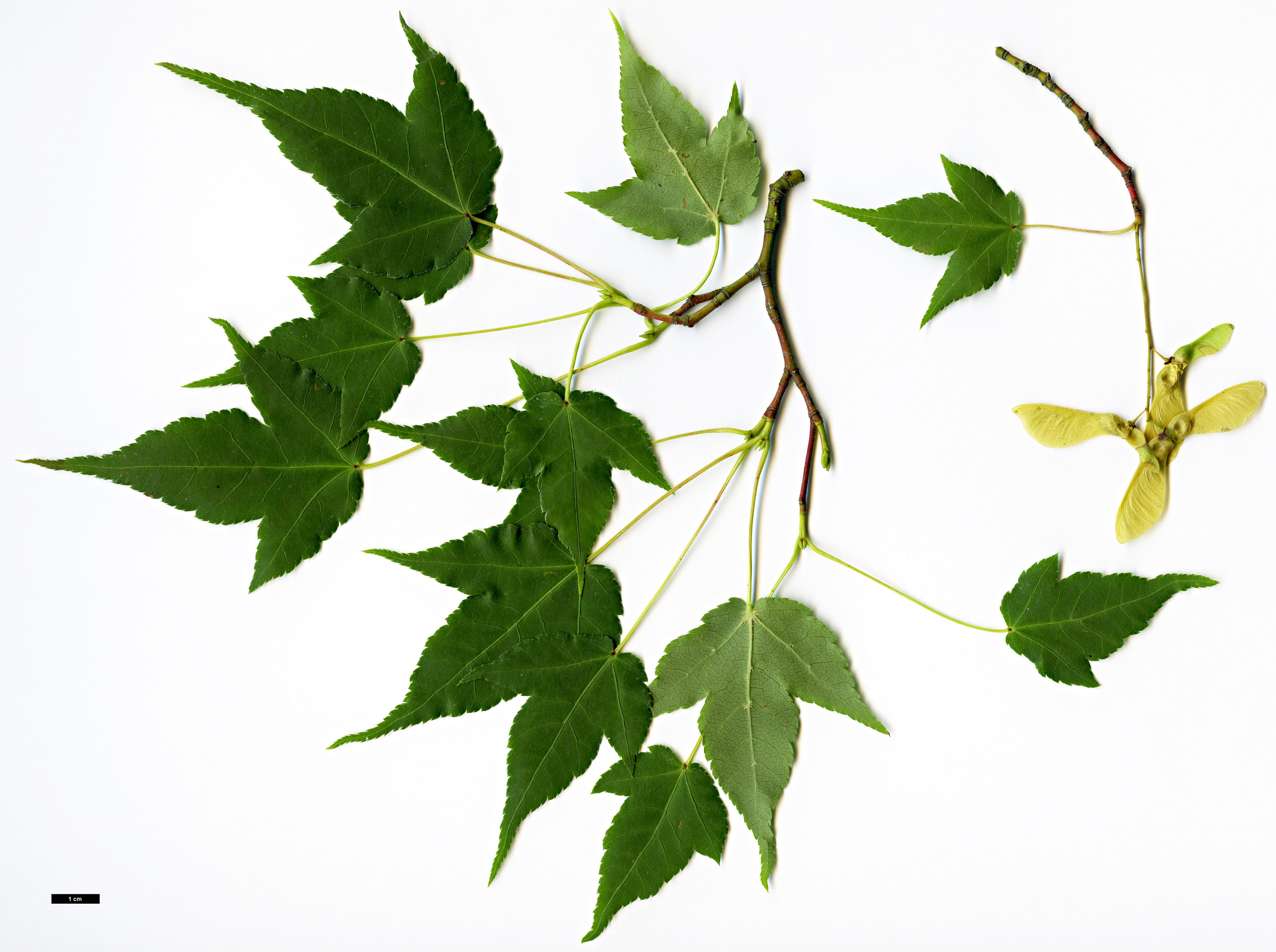 High resolution image: Family: Sapindaceae - Genus: Acer - Taxon: laxiflorum