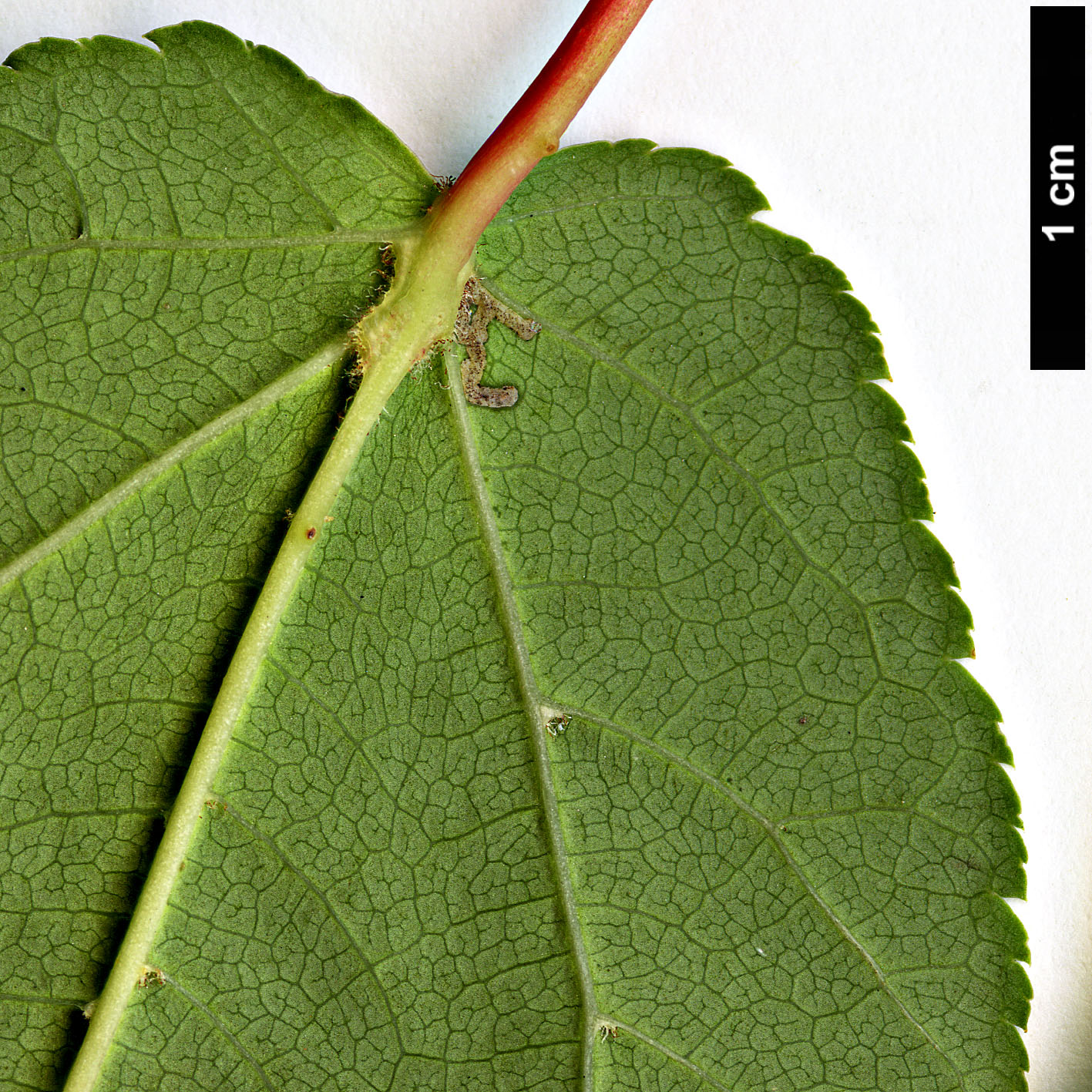 High resolution image: Family: Sapindaceae - Genus: Acer - Taxon: laxiflorum