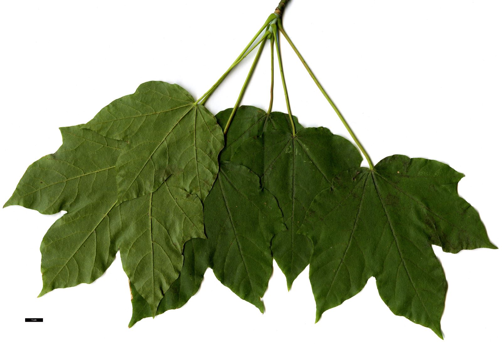 High resolution image: Family: Sapindaceae - Genus: Acer - Taxon: lobelii