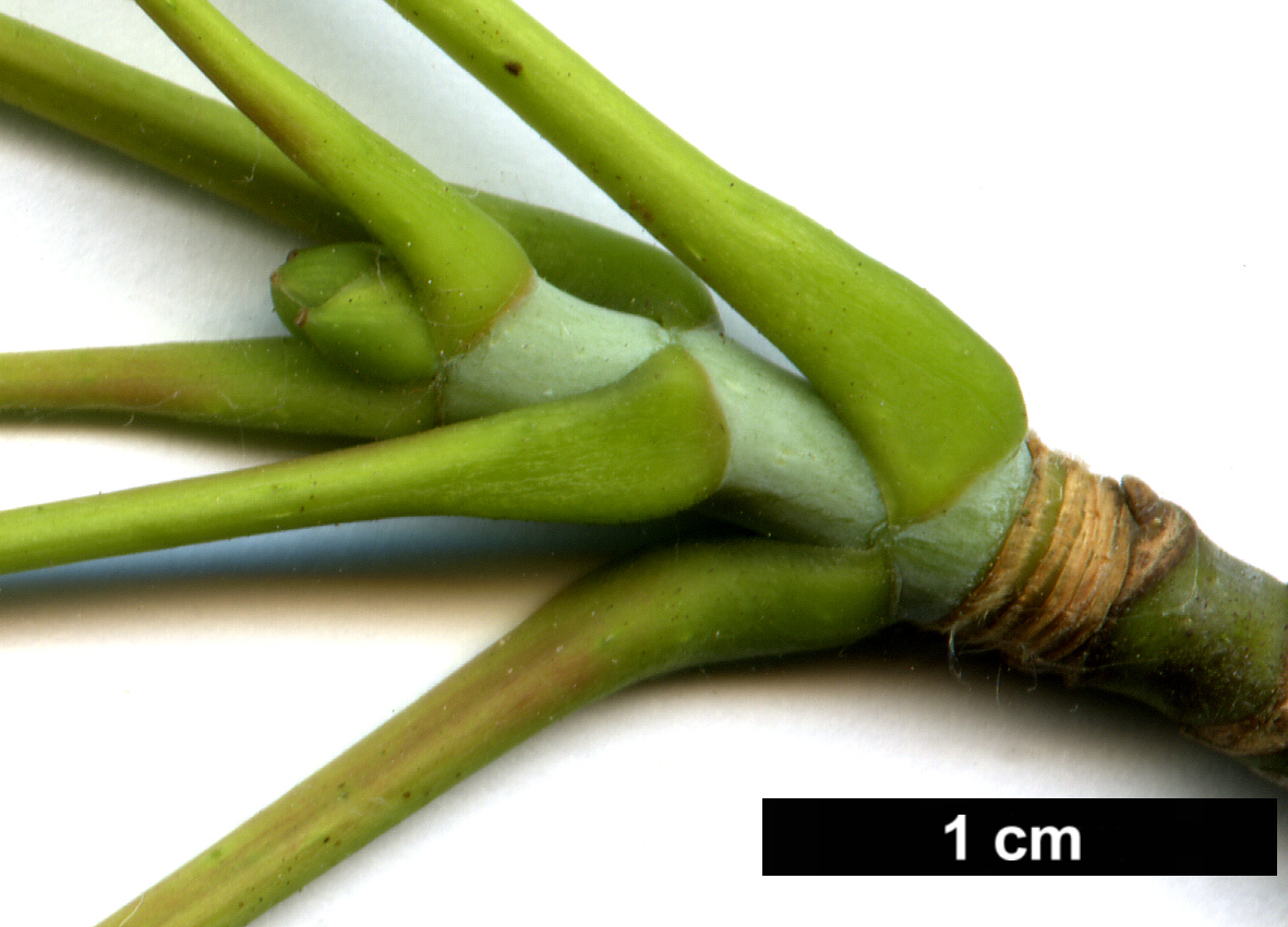 High resolution image: Family: Sapindaceae - Genus: Acer - Taxon: lobelii