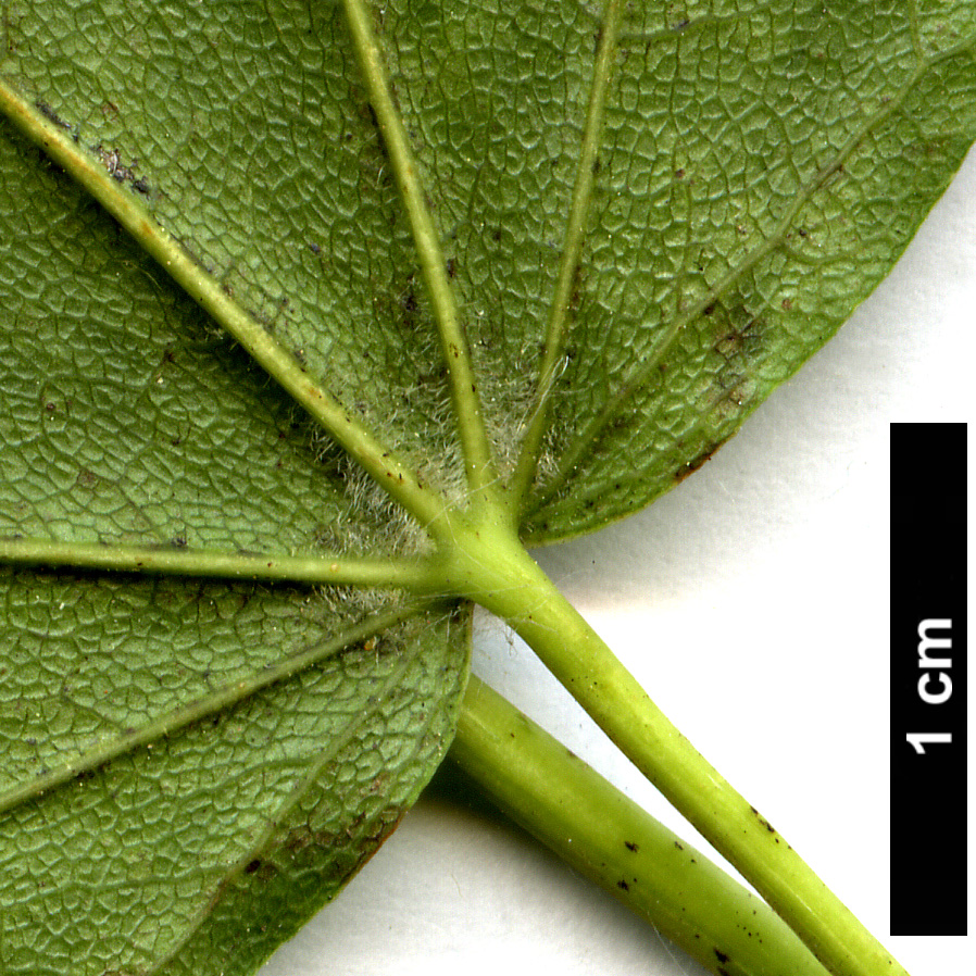 High resolution image: Family: Sapindaceae - Genus: Acer - Taxon: lobelii