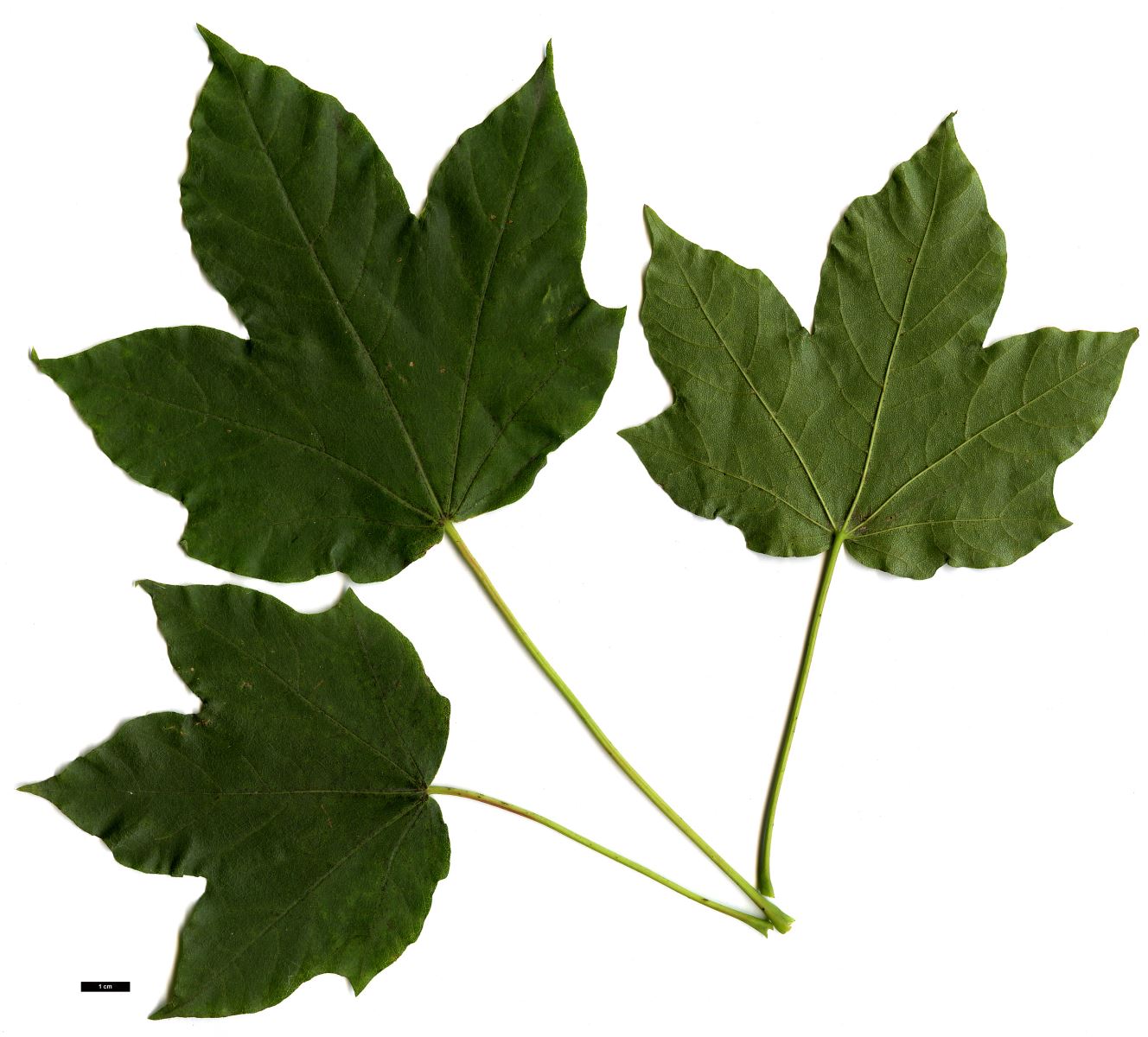 High resolution image: Family: Sapindaceae - Genus: Acer - Taxon: lobelii