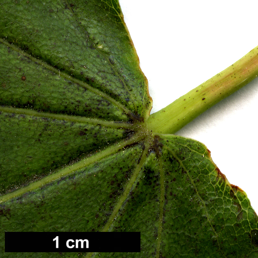 High resolution image: Family: Sapindaceae - Genus: Acer - Taxon: lobelii