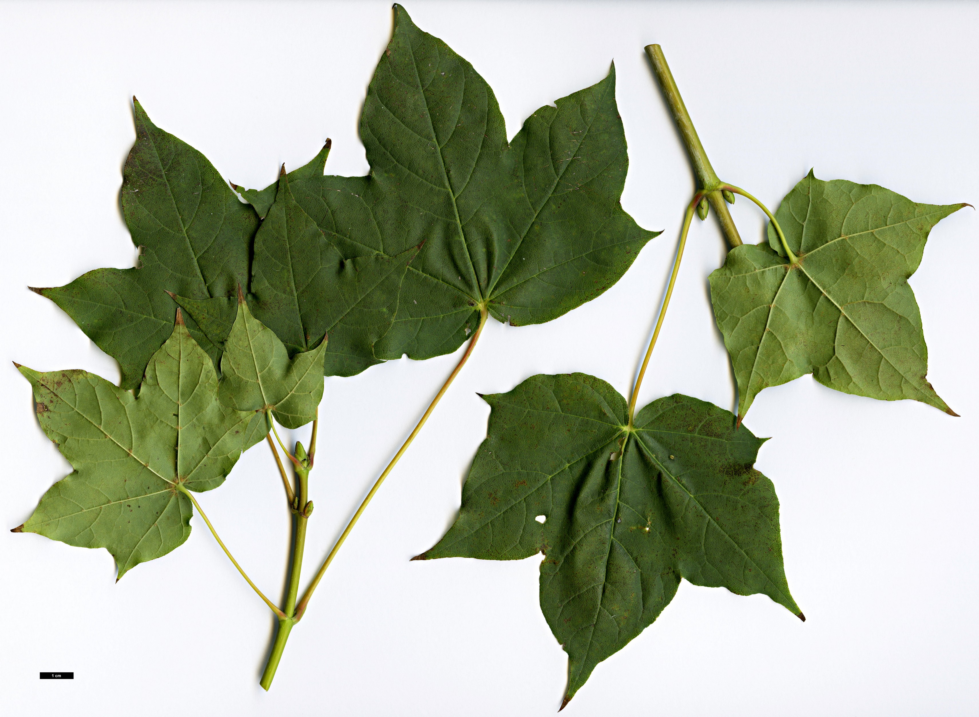 High resolution image: Family: Sapindaceae - Genus: Acer - Taxon: lobelii