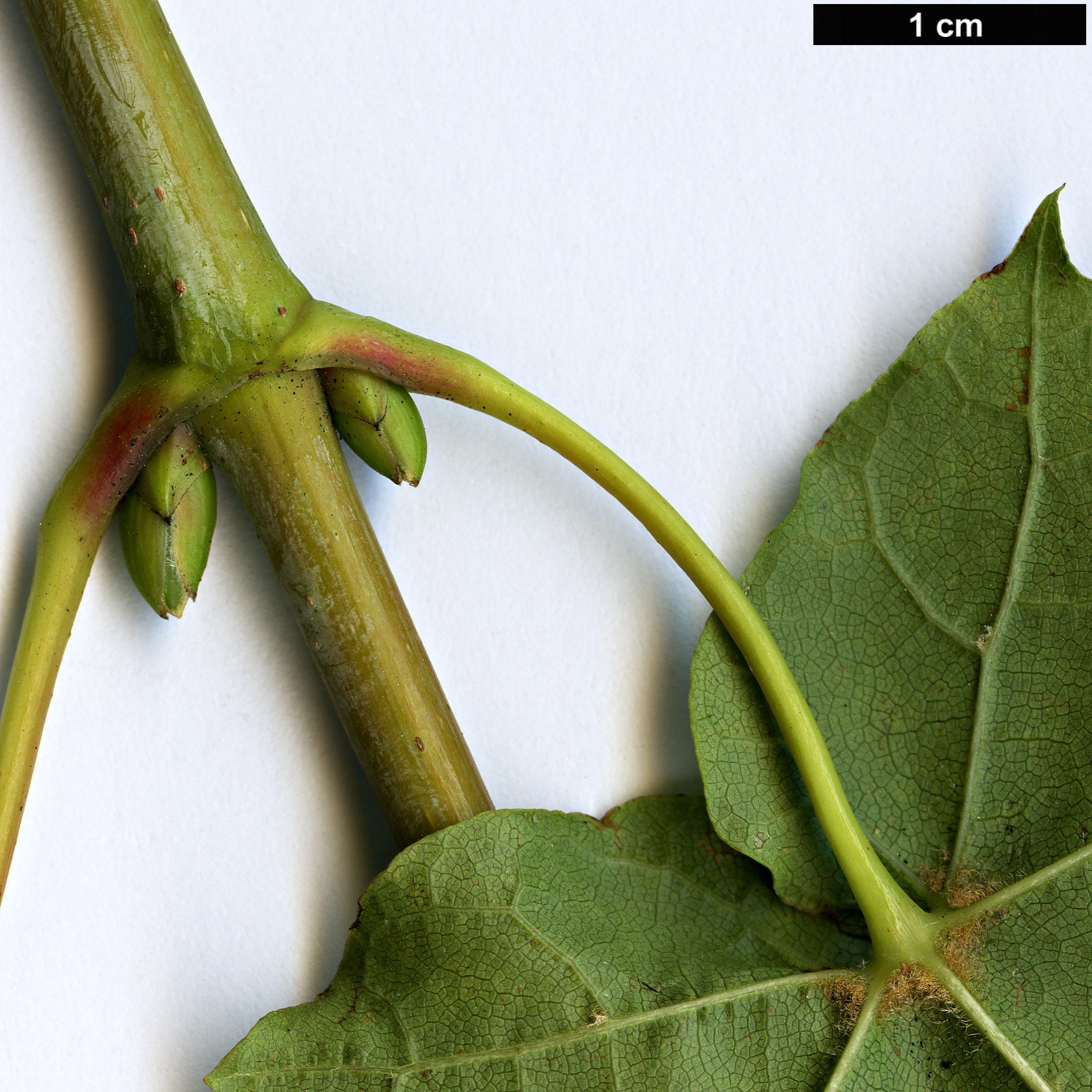 High resolution image: Family: Sapindaceae - Genus: Acer - Taxon: lobelii