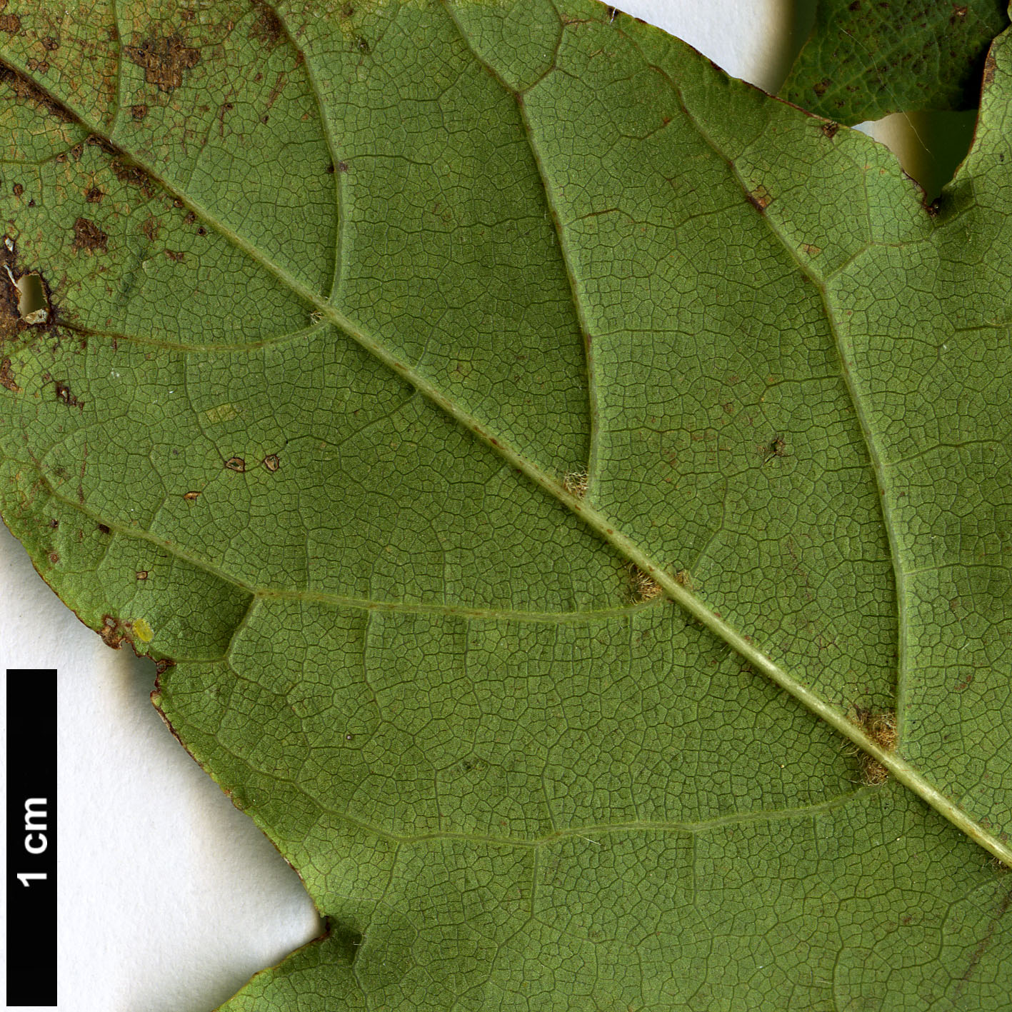 High resolution image: Family: Sapindaceae - Genus: Acer - Taxon: lobelii