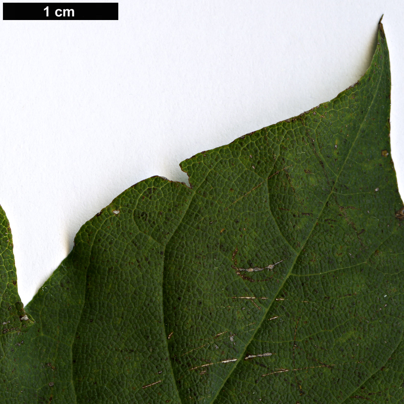 High resolution image: Family: Sapindaceae - Genus: Acer - Taxon: lobelii