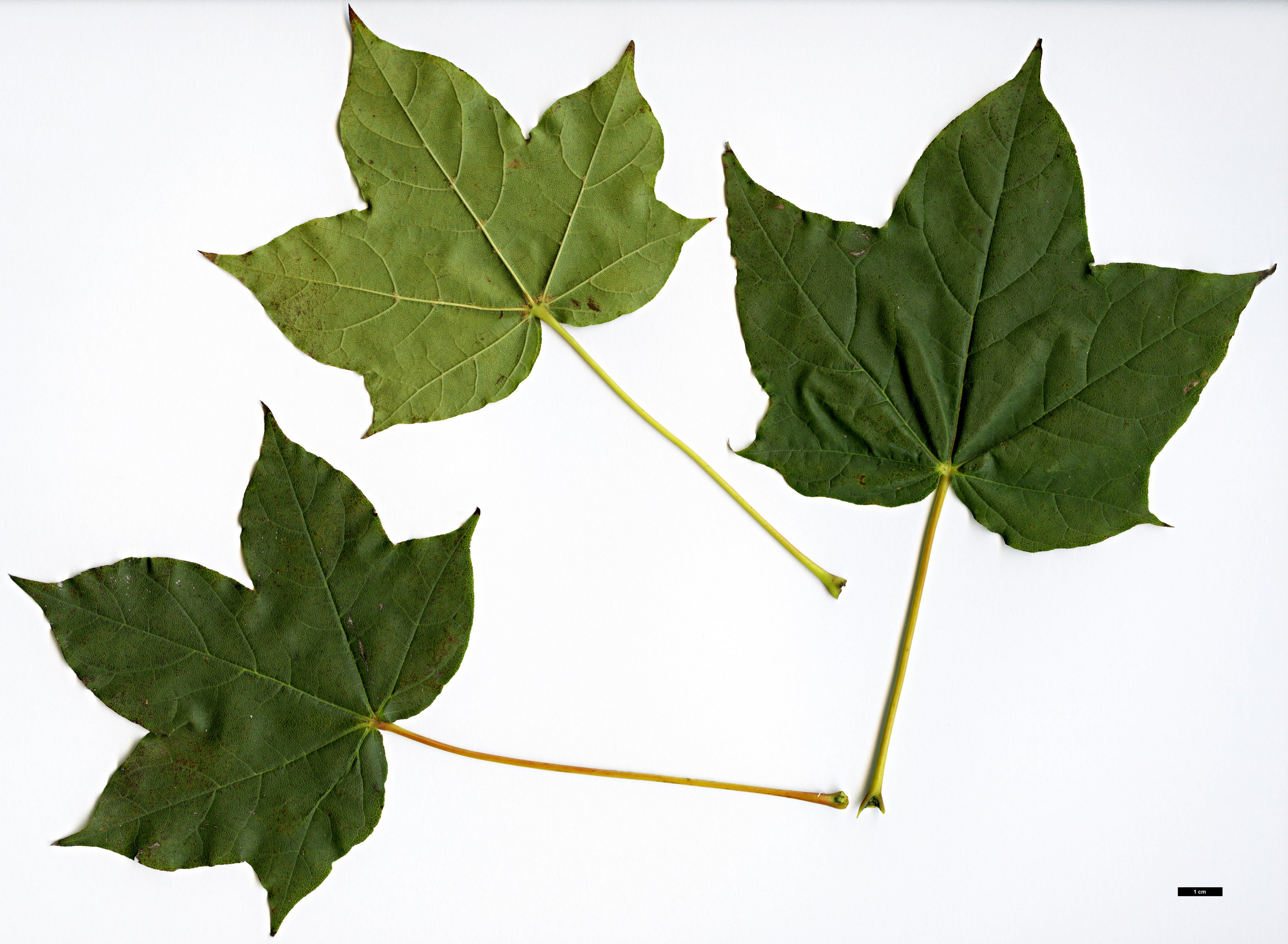 High resolution image: Family: Sapindaceae - Genus: Acer - Taxon: lobelii