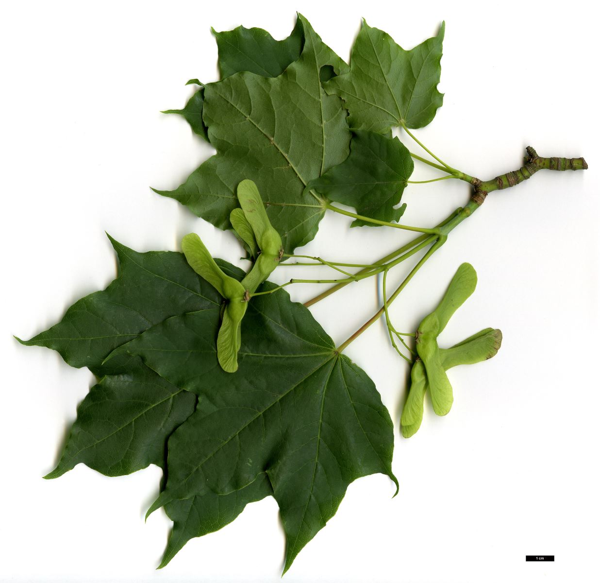 High resolution image: Family: Sapindaceae - Genus: Acer - Taxon: lobelii