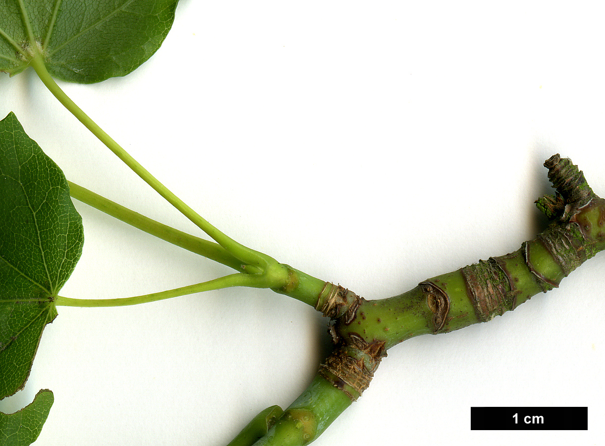 High resolution image: Family: Sapindaceae - Genus: Acer - Taxon: lobelii