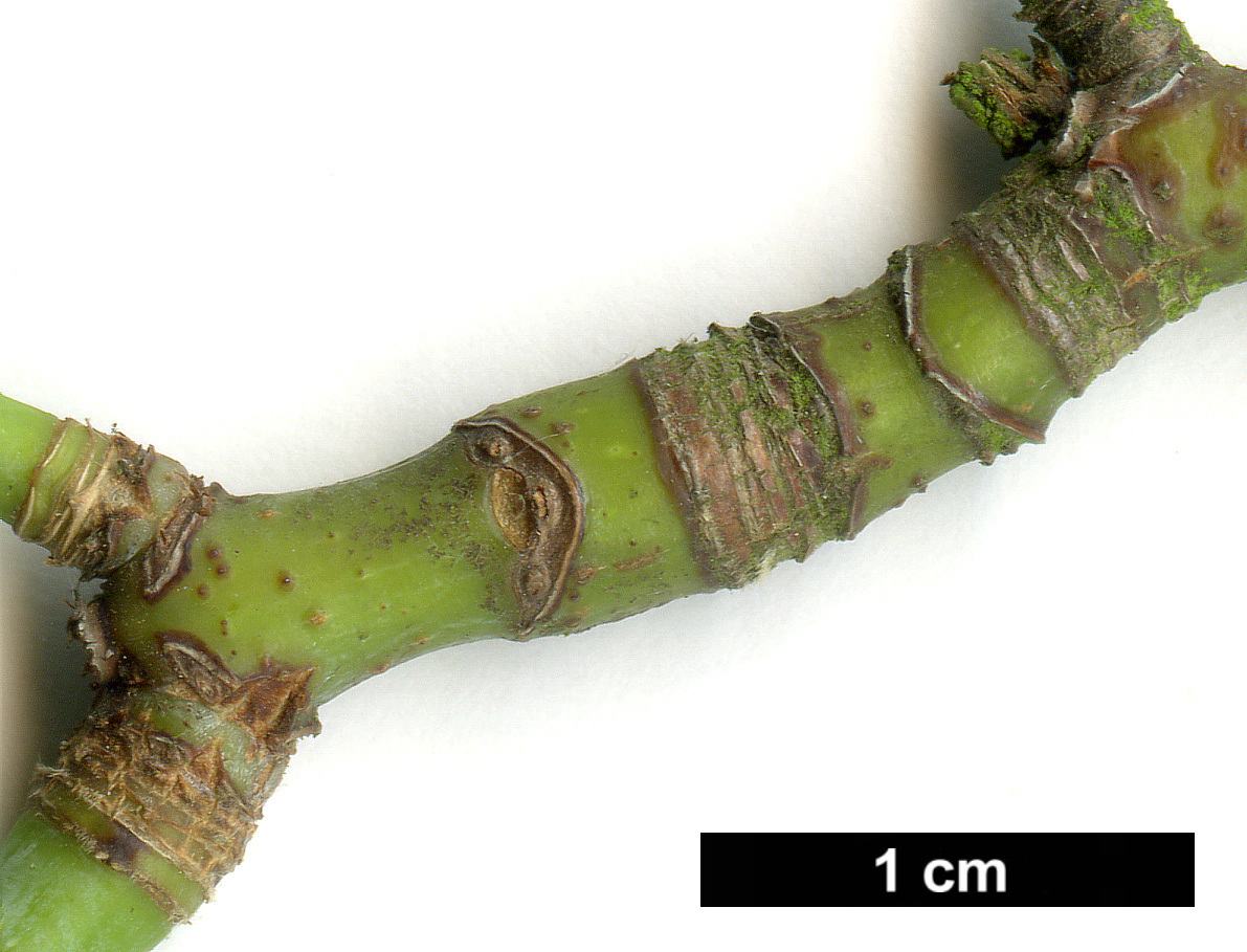 High resolution image: Family: Sapindaceae - Genus: Acer - Taxon: lobelii