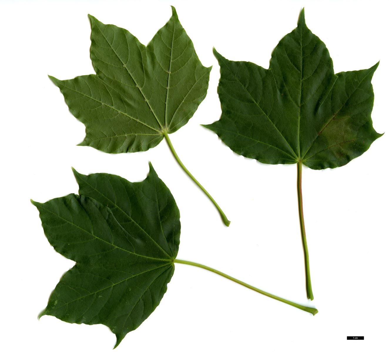 High resolution image: Family: Sapindaceae - Genus: Acer - Taxon: lobelii