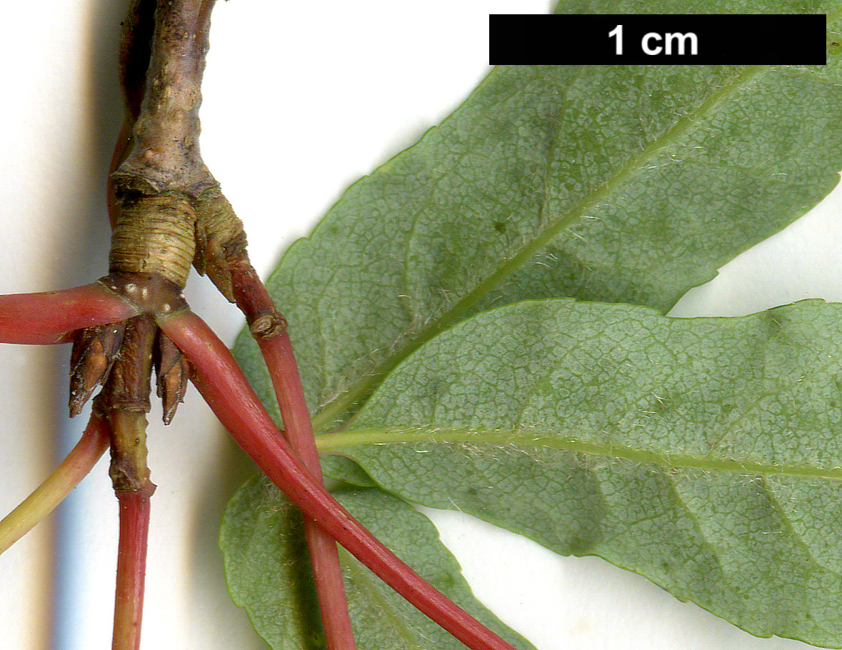 High resolution image: Family: Sapindaceae - Genus: Acer - Taxon: mandshuricum
