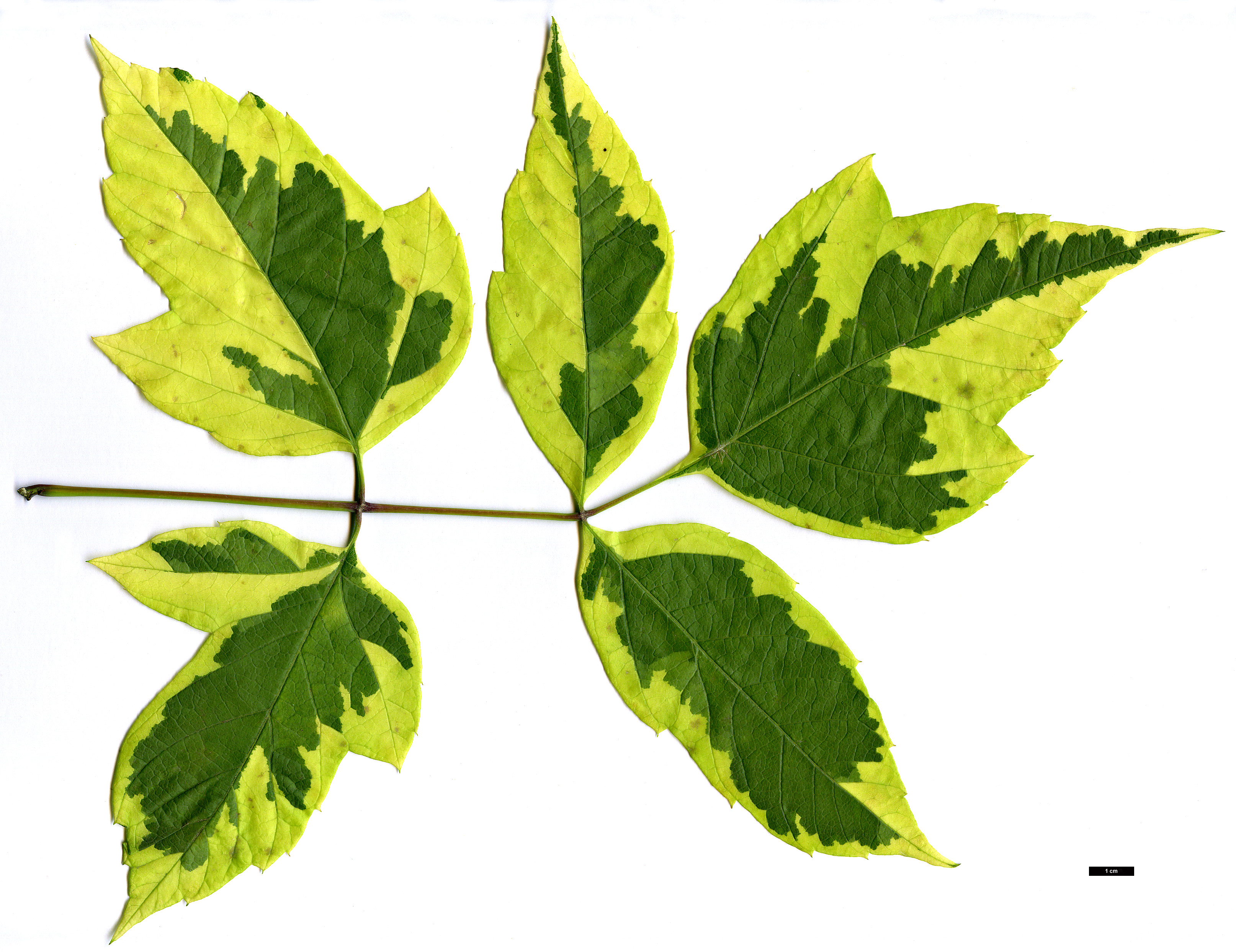 High resolution image: Family: Sapindaceae - Genus: Acer - Taxon: negundo - SpeciesSub: 'Aureomarginatum' High resolution image: Family: Sapindaceae - Genus: Acer - Taxon: negundo - SpeciesSub: 'Aureomarginatum'
